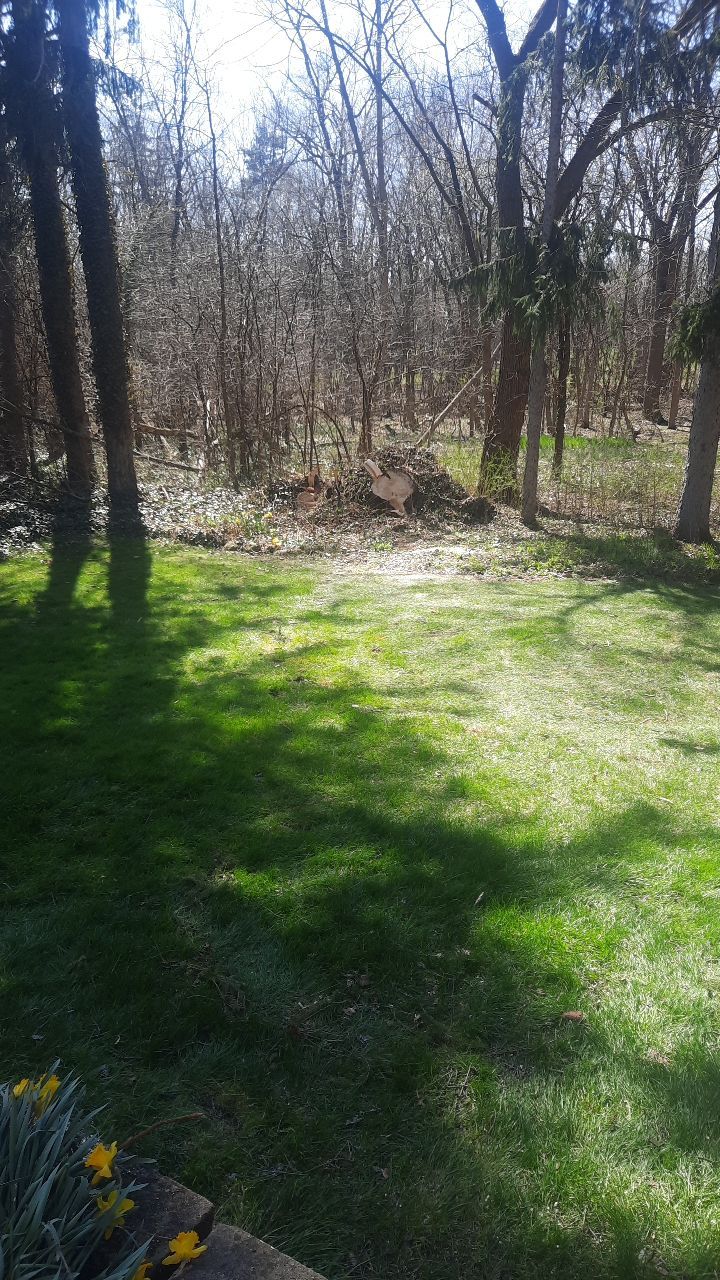 Tree Removal using Tree Removal by Mike Jones & Sons Tree Service LLC 