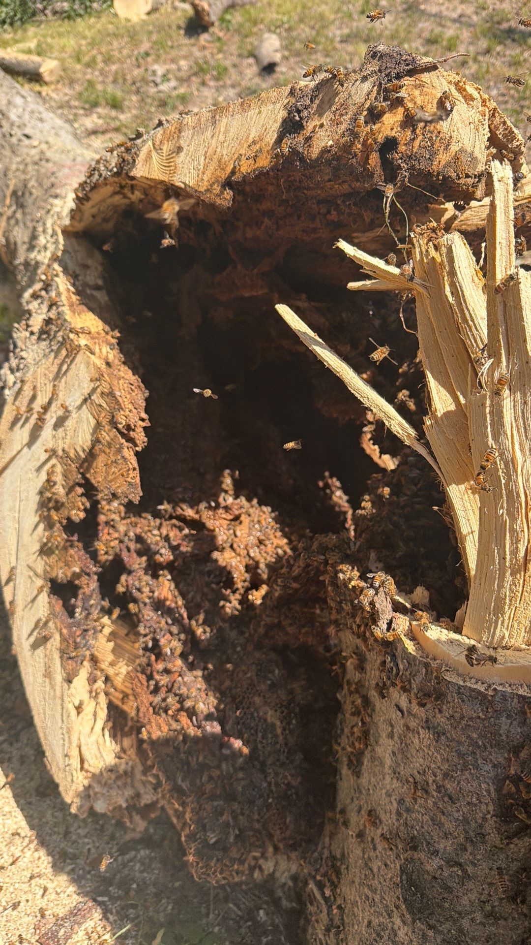 White Rock Tree by Rockwall Honey Bee Company