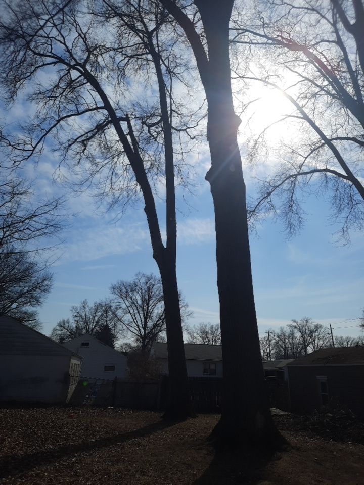 Tree Trimming using Tree Pruing by Mike Jones & Sons Tree Service LLC 