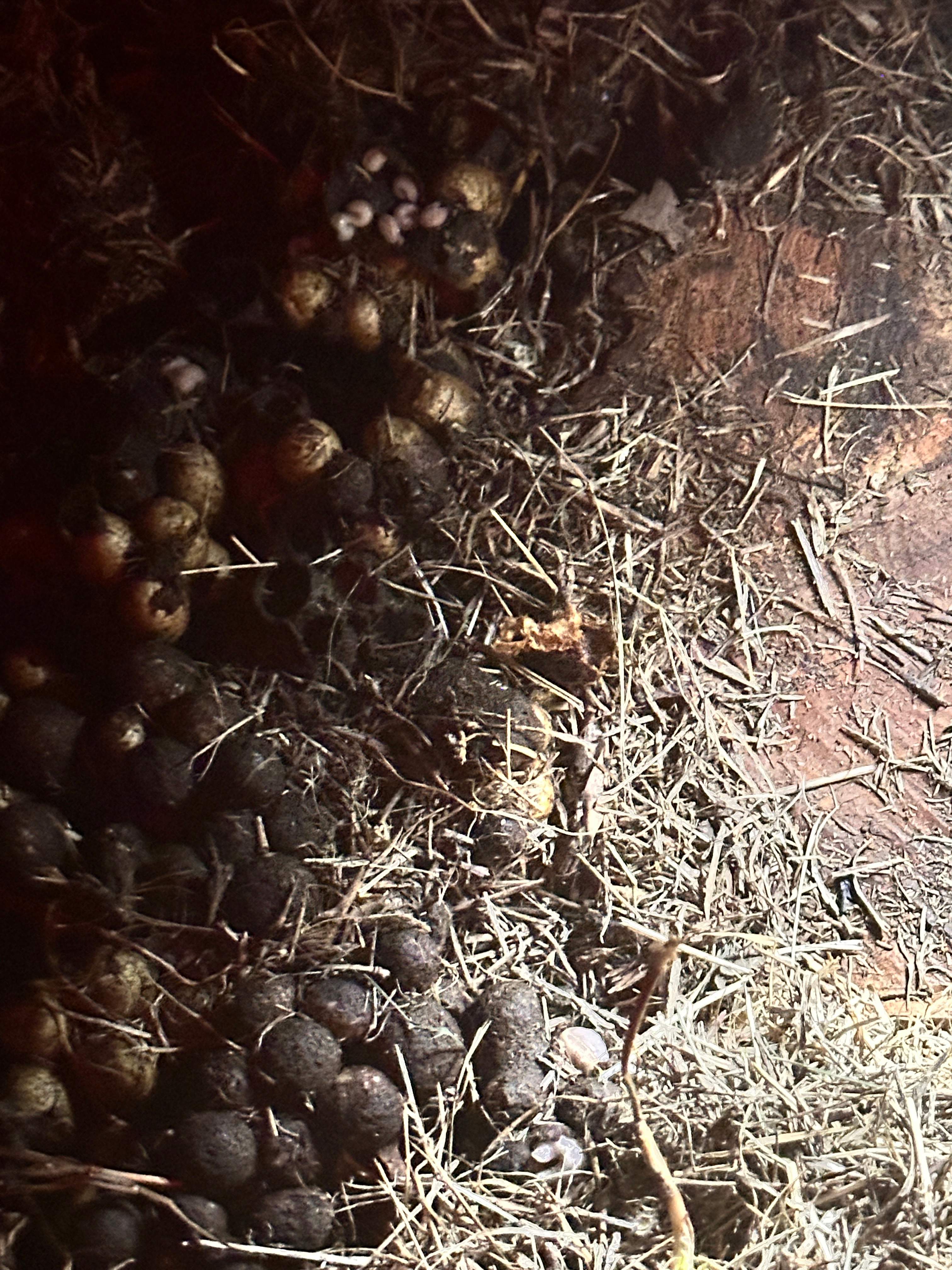 Bumblebees! by Rockwall Honey Bee Company