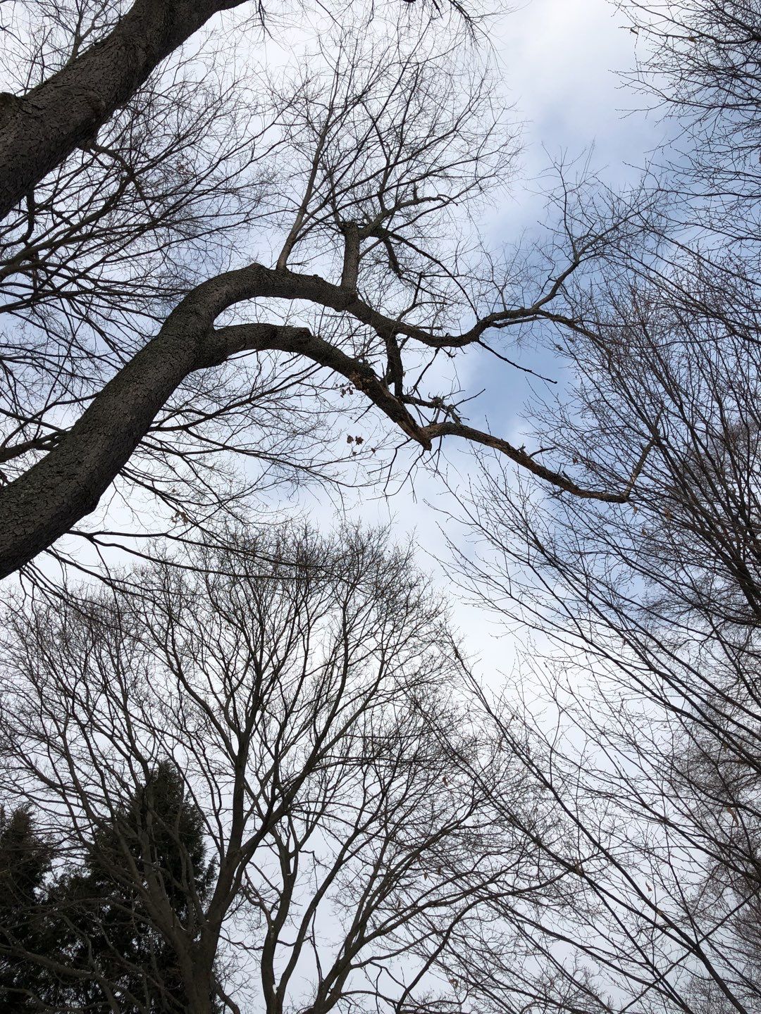 Firewood Delivery  using Seasoned Firewood by Mike Jones & Sons Tree Service LLC 