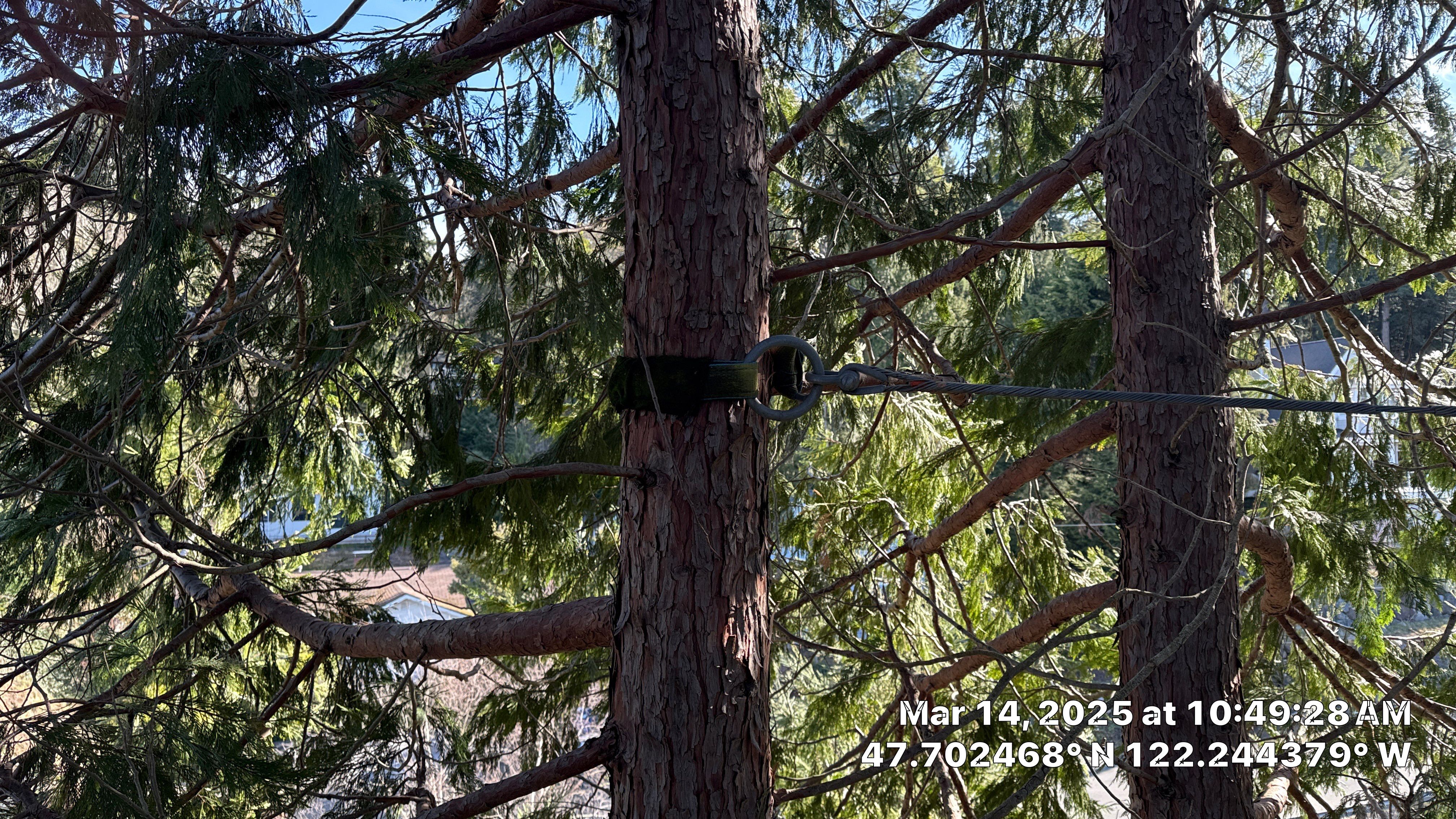 🧾 Tree Support System Assessment & Landmark Tree Risk Report – Holmes Point, Kirkland, WA by Sound Tree Care LLC