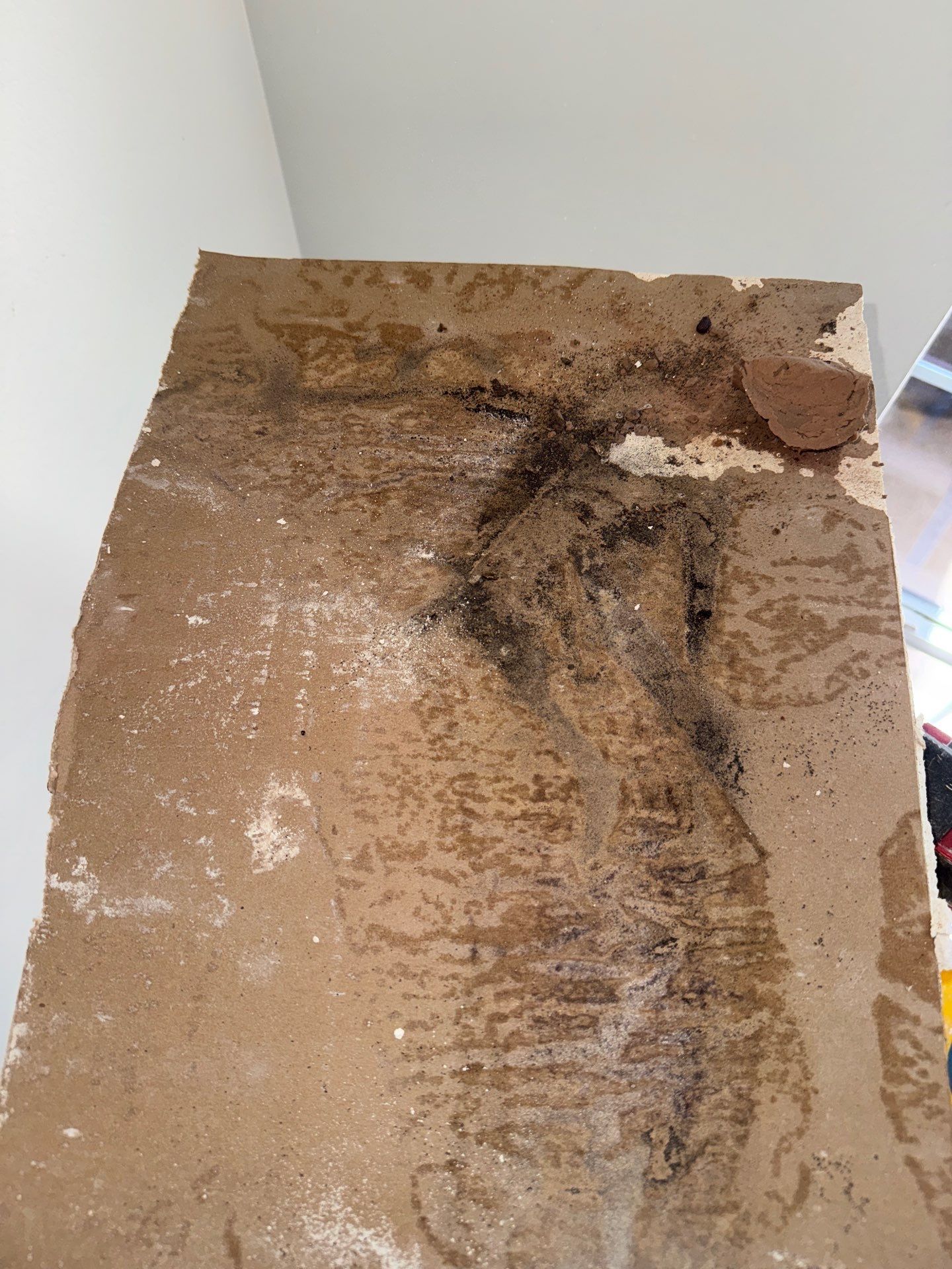 Mold Remediation Job in Richmond by Team Home Solutions