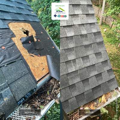 🌳 Tree Limb Hole Repair