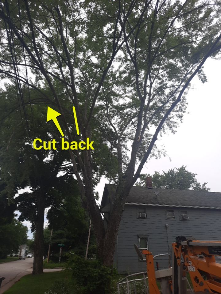 Tree Removal using Tree Removal by Mike Jones & Sons Tree Service LLC 