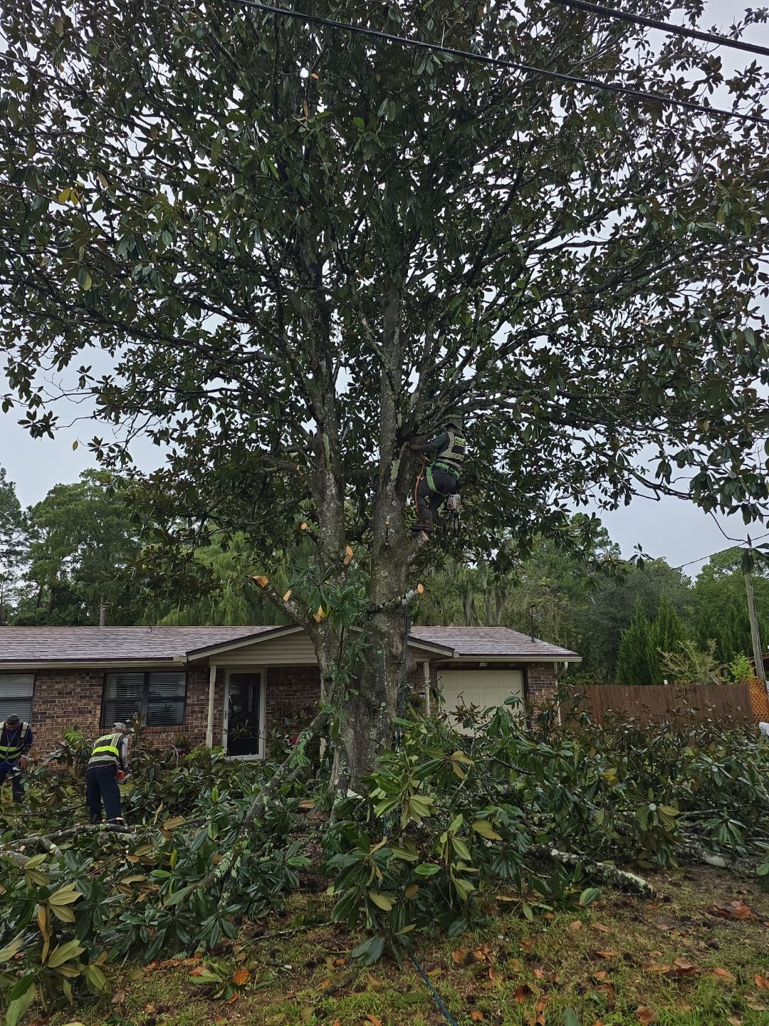 Tree Removal & Sod Install | Residential by ProGreen Services