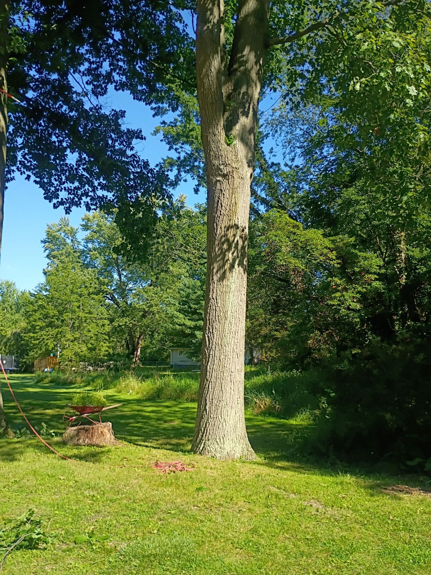 Tree Trimming & Tree Removal in Akron Ohio by Mike Jones & Sons Tree Service LLC 