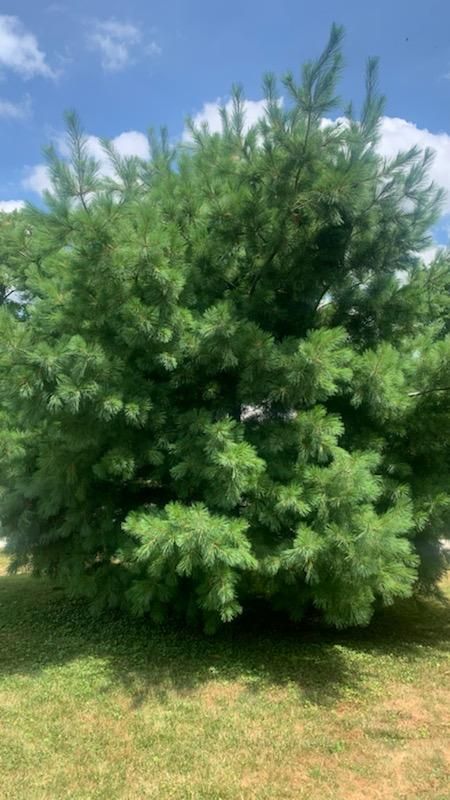 Tree Removal using Tree Removal by Mike Jones & Sons Tree Service LLC 