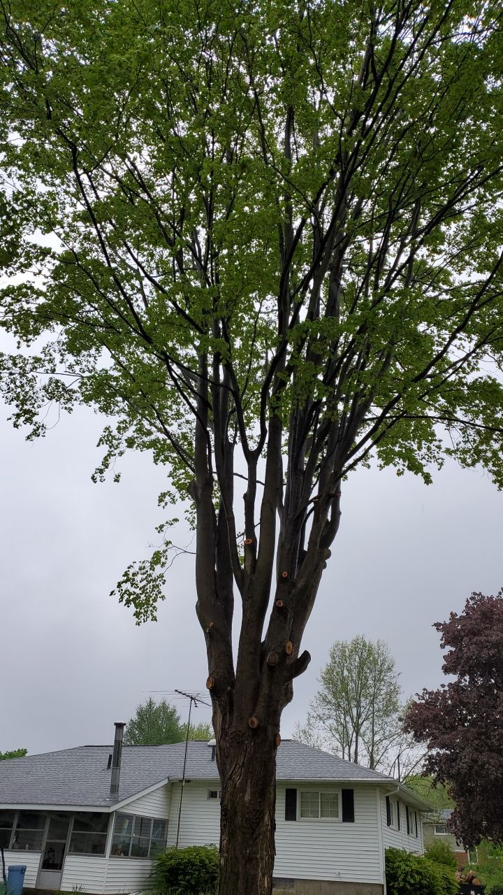 Tree Removal using Tree Removal by Mike Jones & Sons Tree Service LLC 