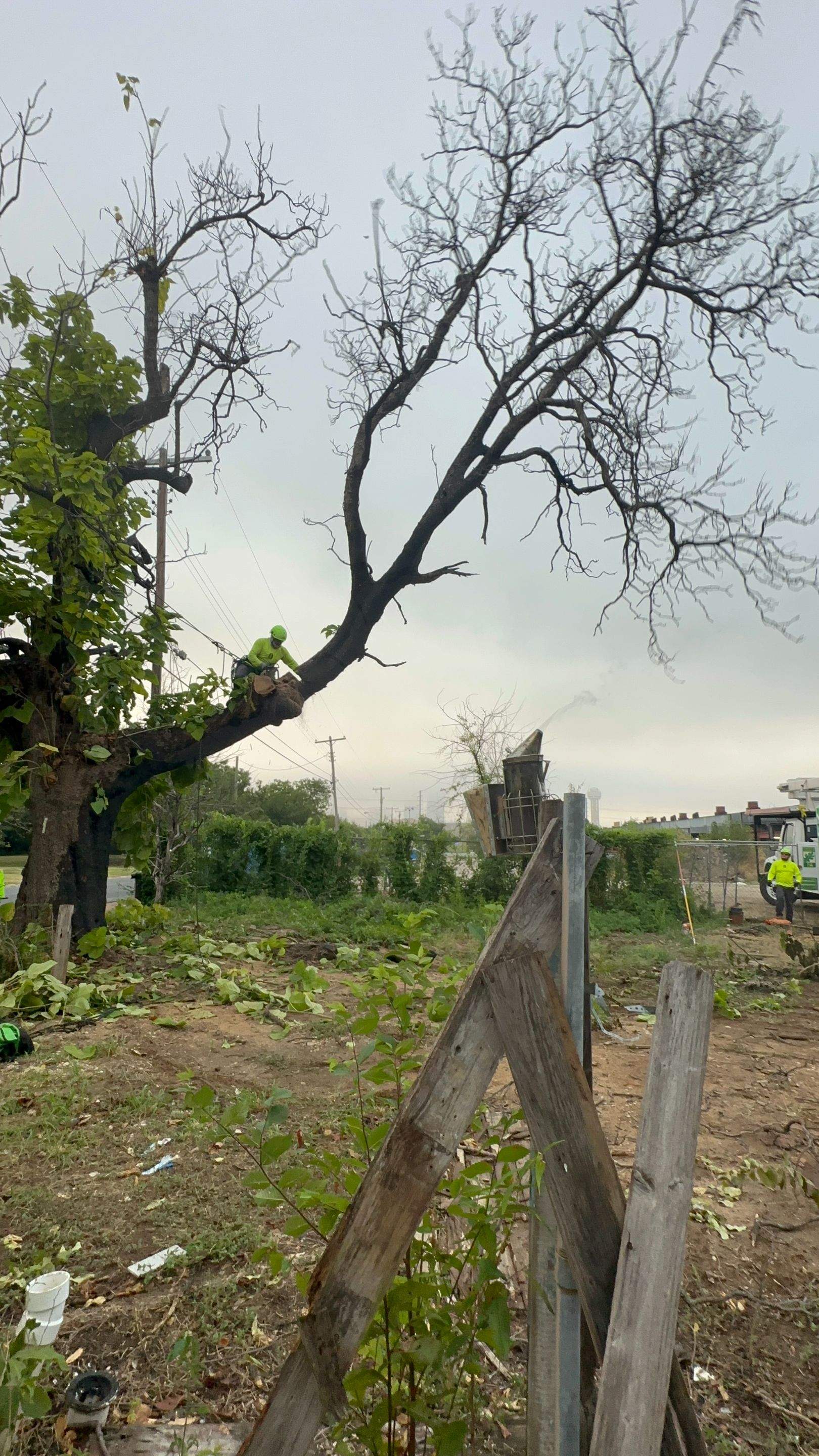 City Tree Company  by Rockwall Honey Bee Company