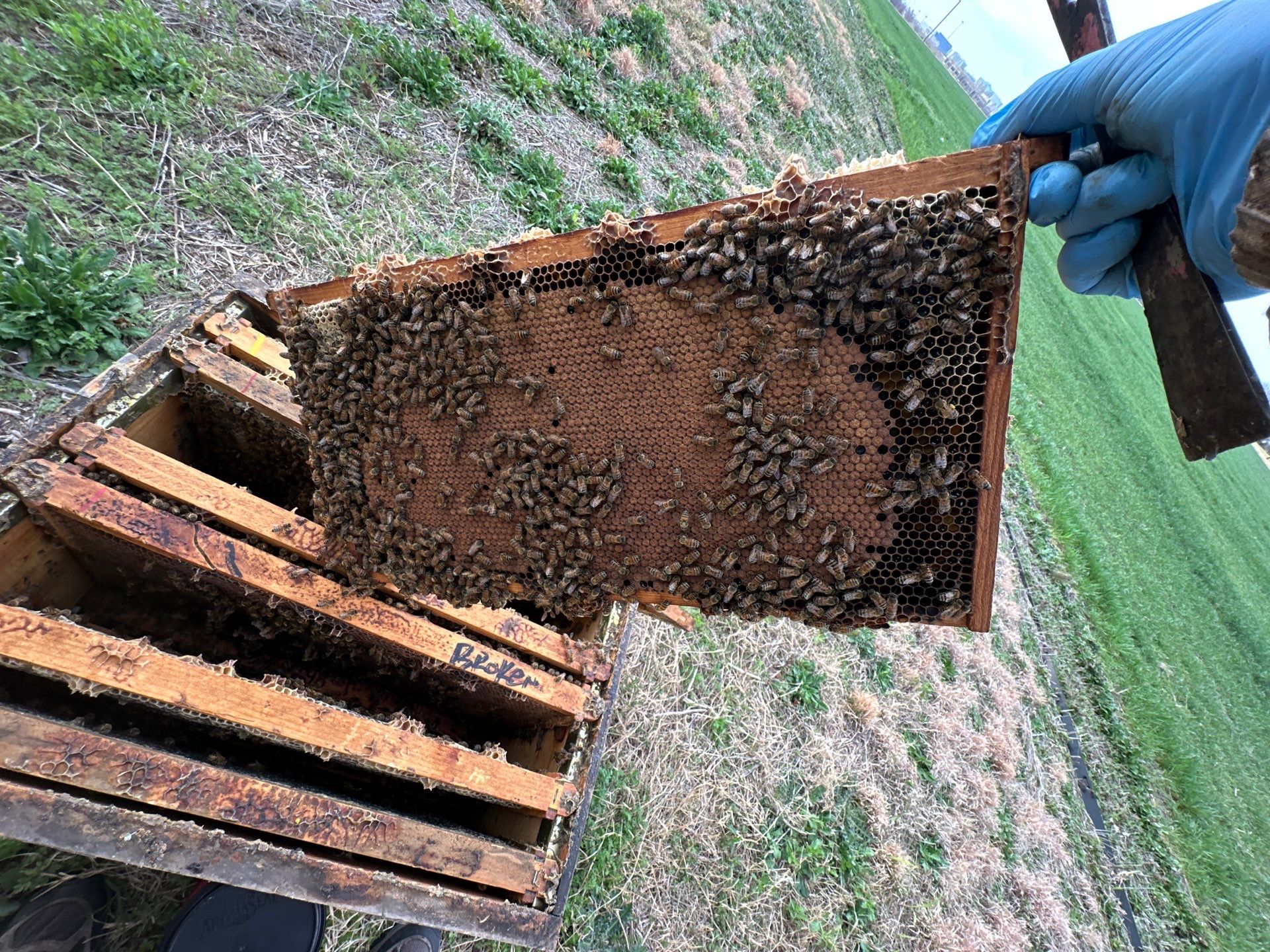 Frisco Financial HQ by Rockwall Honey Bee Company