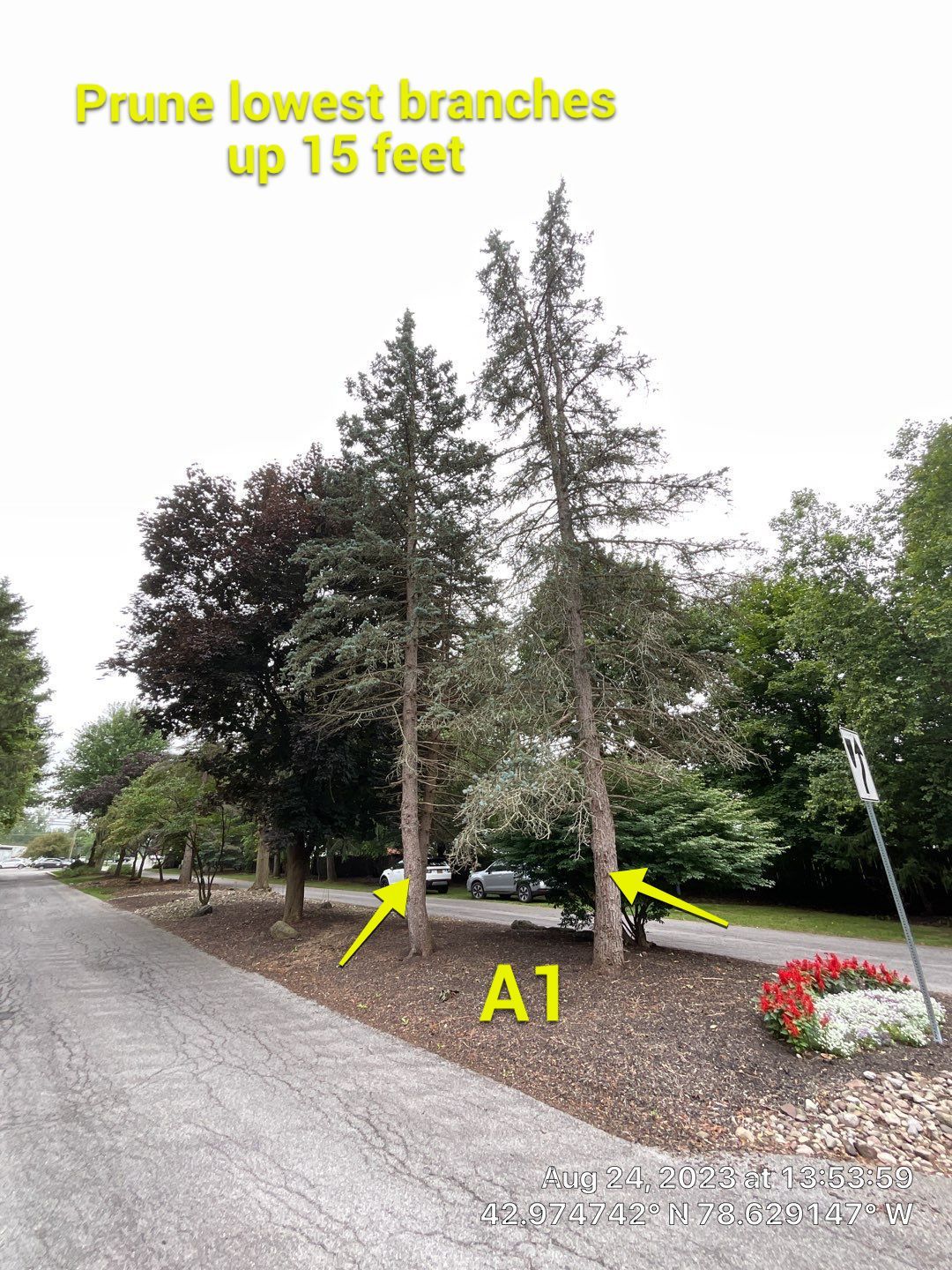 Tree Removal and Pruning by Treeman Tom LLC