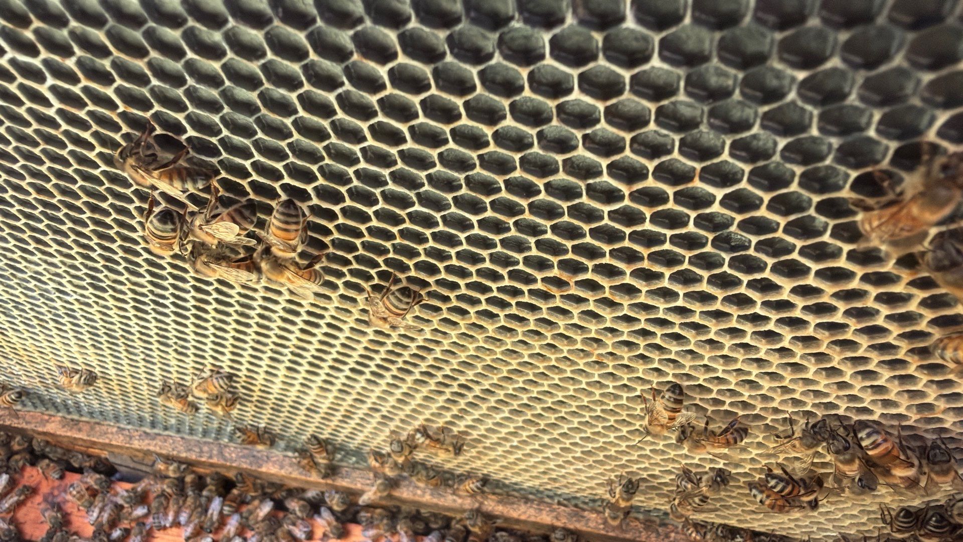 Addison by Rockwall Honey Bee Company
