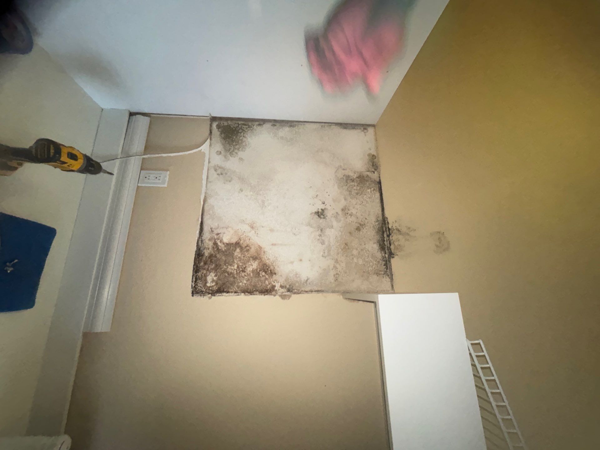 Mold Damage Inspection & Removal In Parrish, FL by Ampm Restoration Services