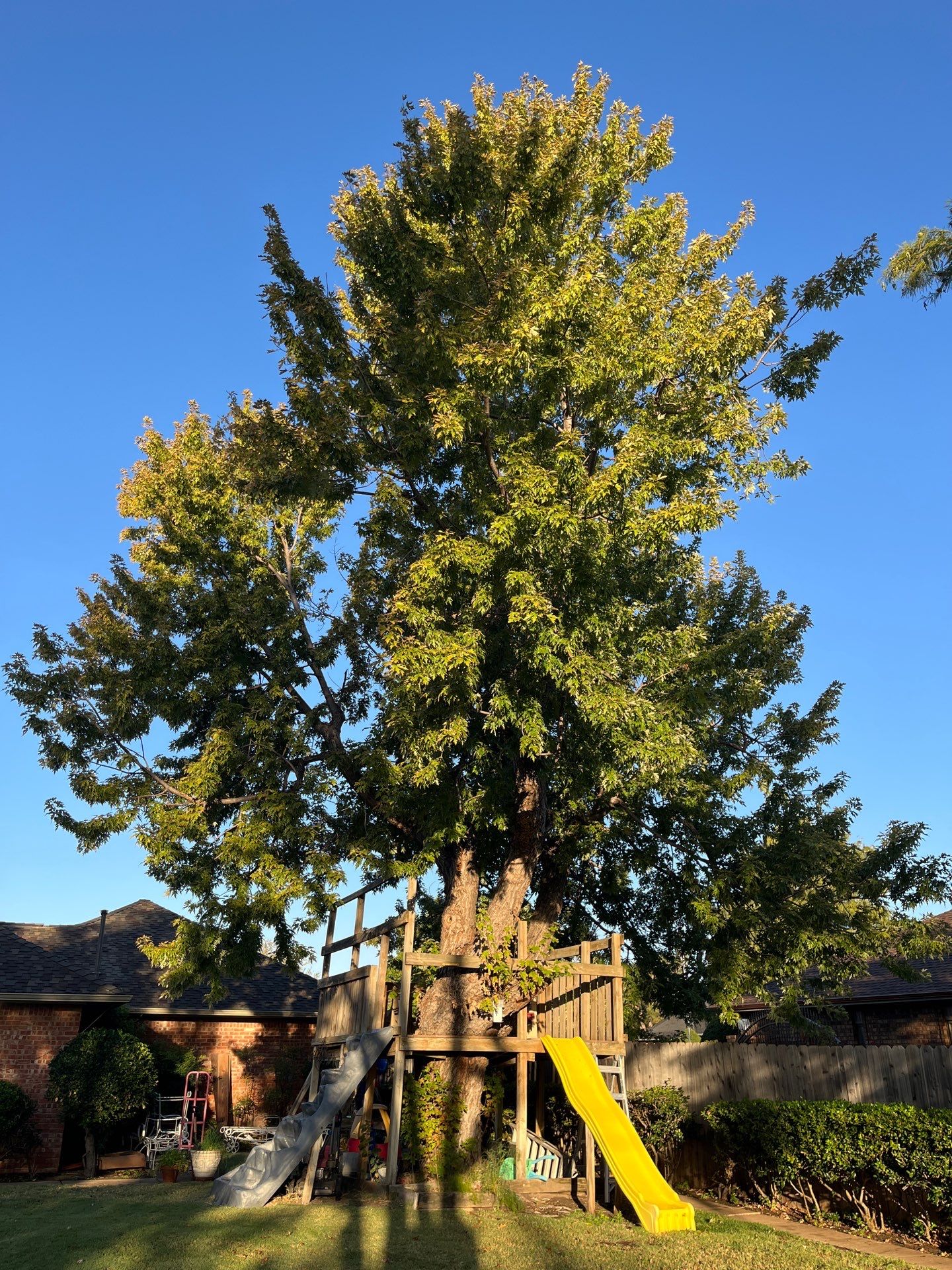 Tree Removal using Chainsaws by Clays Services Inc