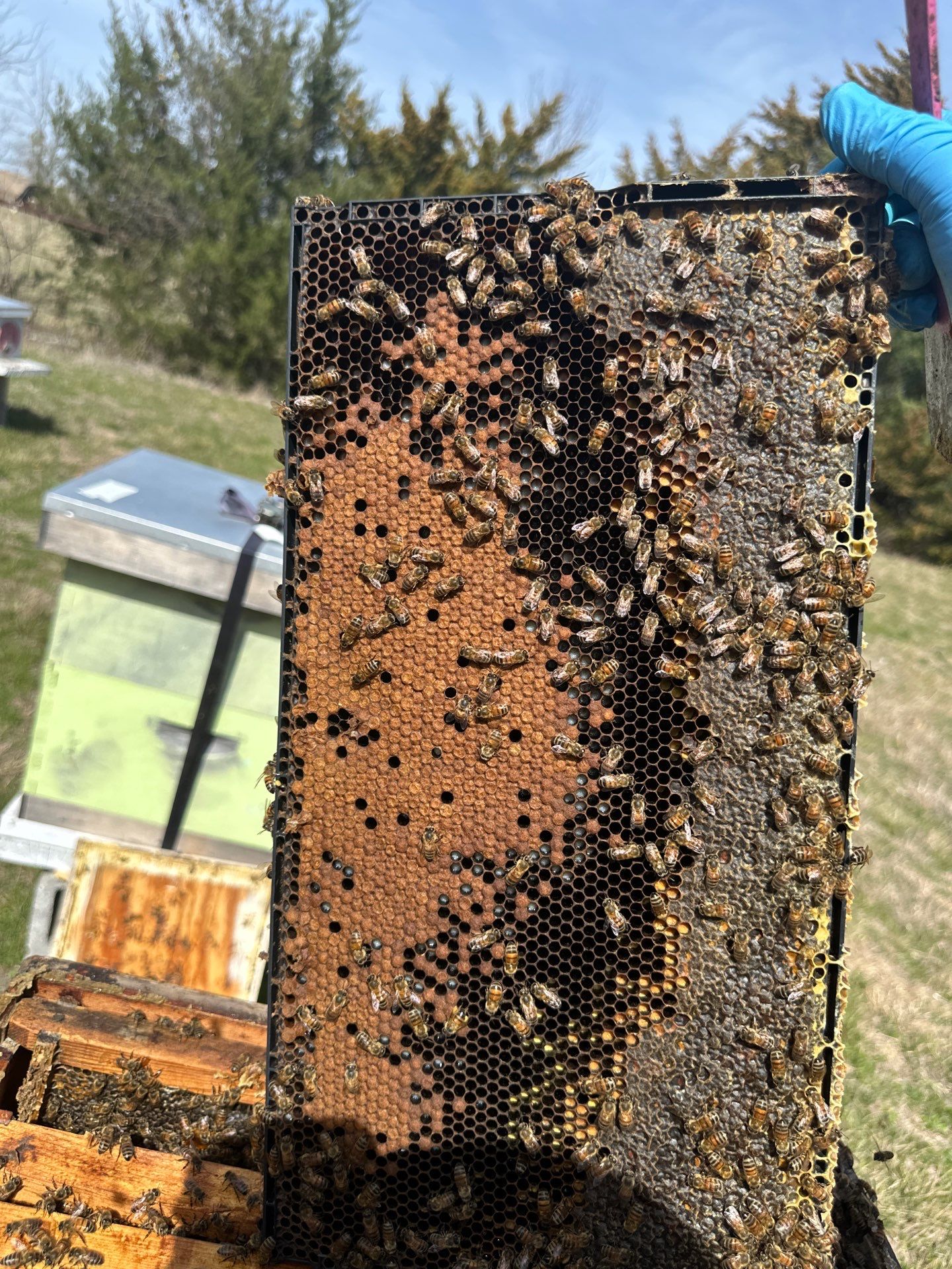 Bees for Ag. Exemption in Heath by Rockwall Honey Bee Company