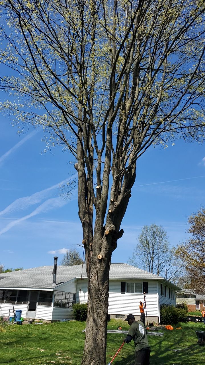 Tree Removal using Tree Removal by Mike Jones & Sons Tree Service LLC 