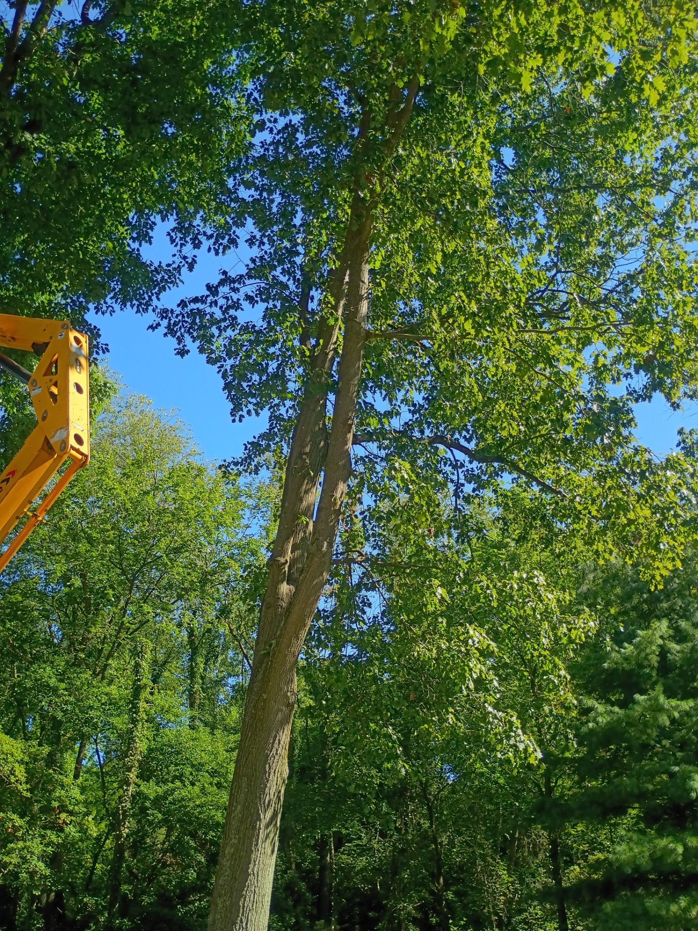 Tree Trimming & Tree Removal in Akron Ohio by Mike Jones & Sons Tree Service LLC 