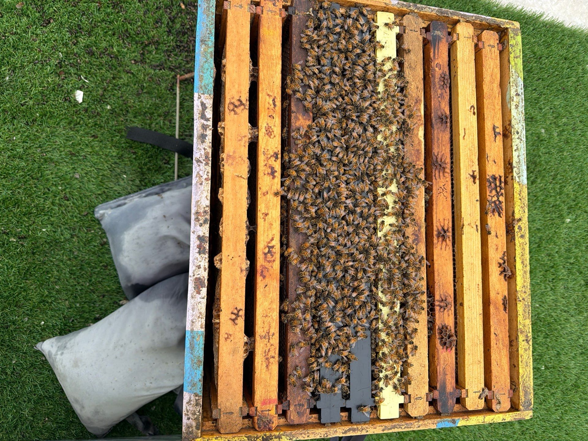 Downtown Dallas by Rockwall Honey Bee Company