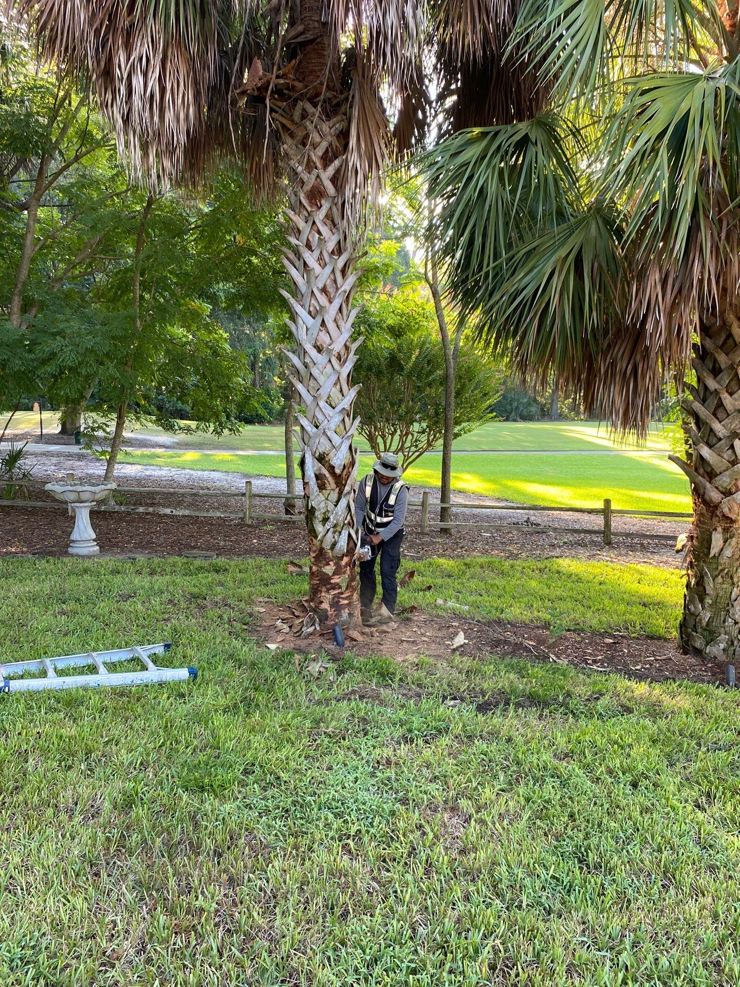 Deerwood Residence | Palm Tree Trimming by ProGreen Services