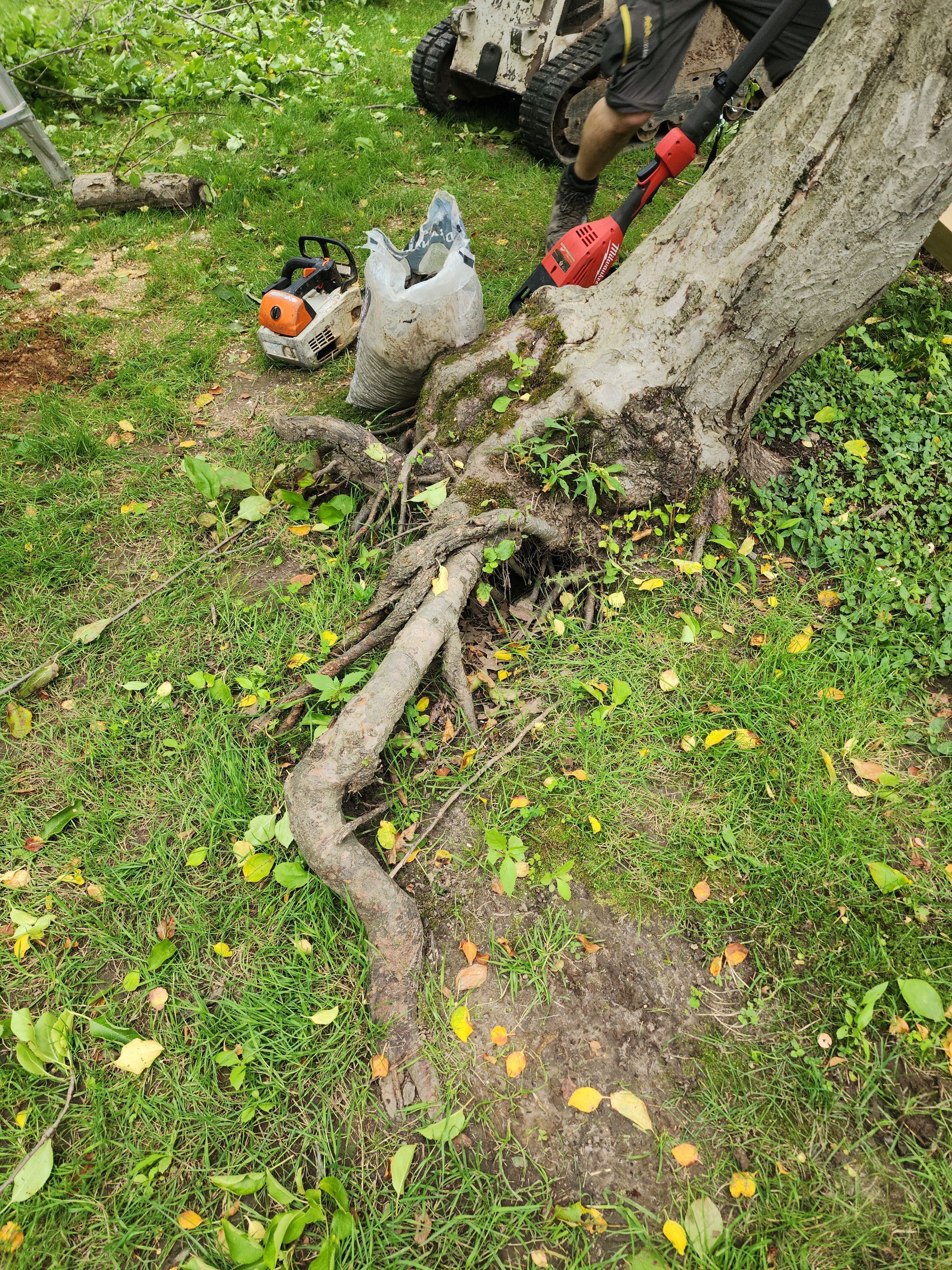 Tree Preservation by Treeman Tom LLC