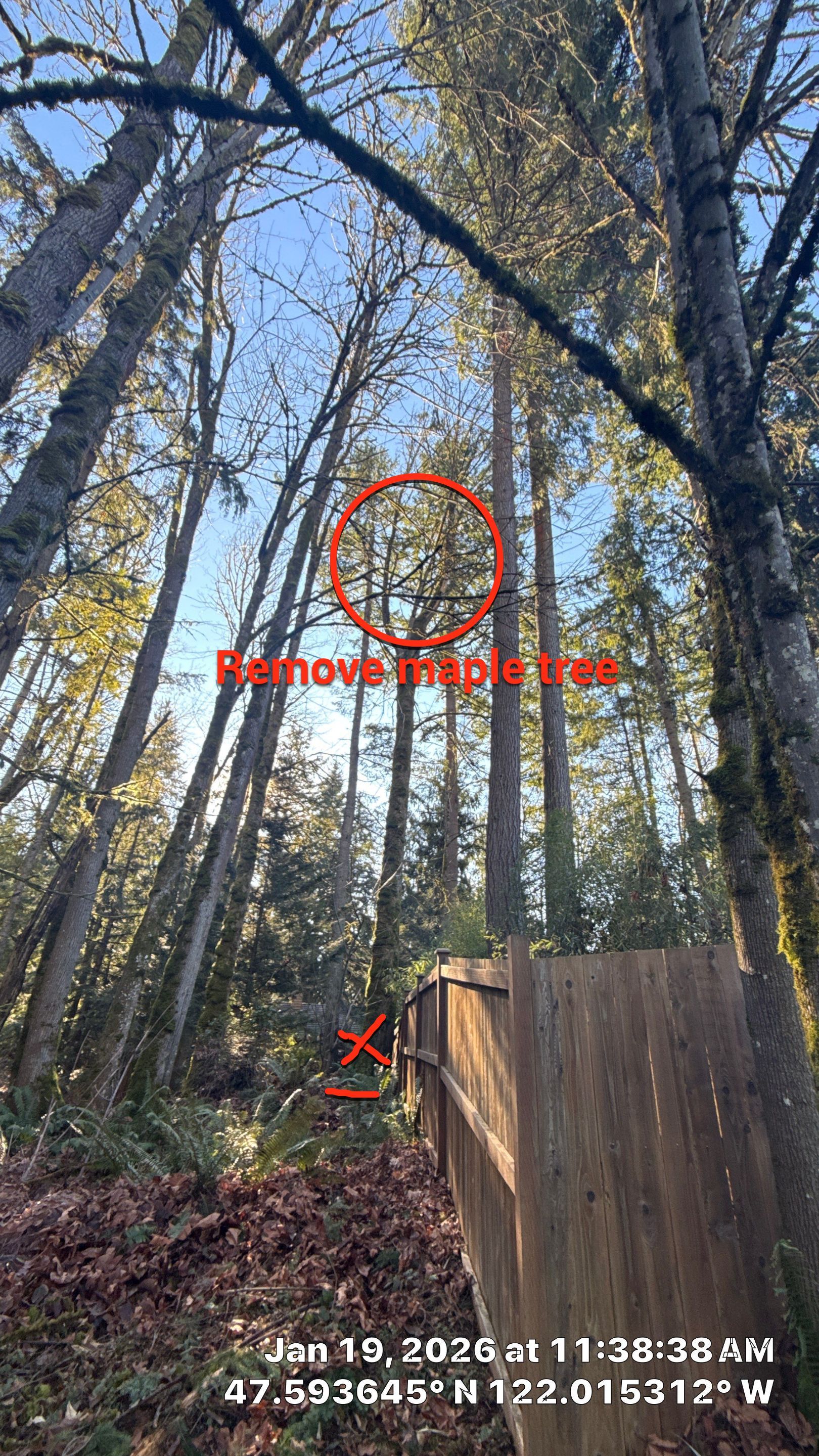 Bigleaf Maple Tree Removal in Sammamish by Sound Tree Care LLC