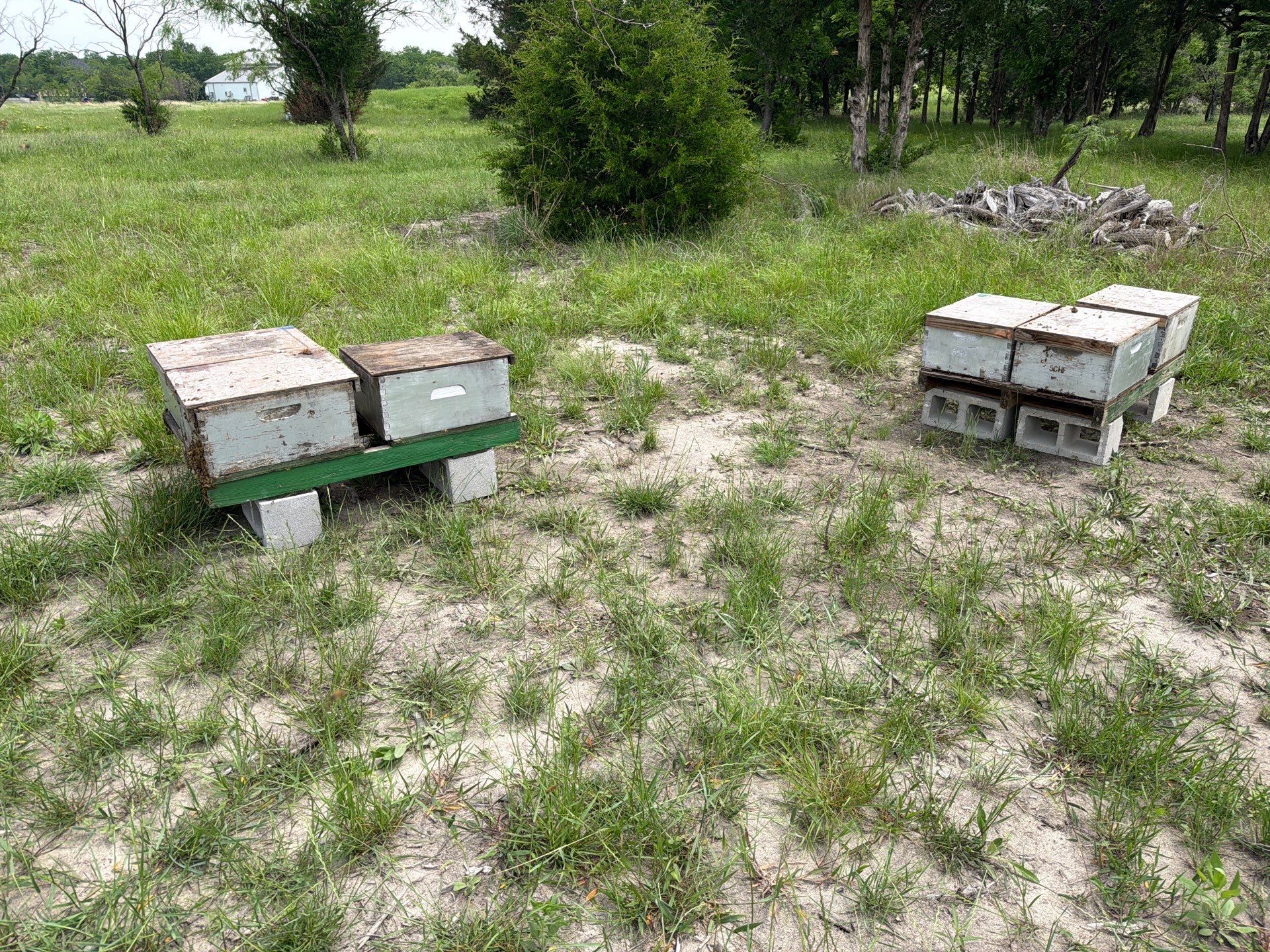 Exemption in Royse City, TX by Rockwall Honey Bee Company