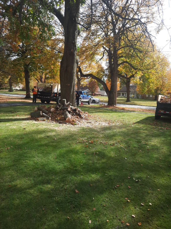 Tree Removal using Tree Removal by Mike Jones & Sons Tree Service LLC 