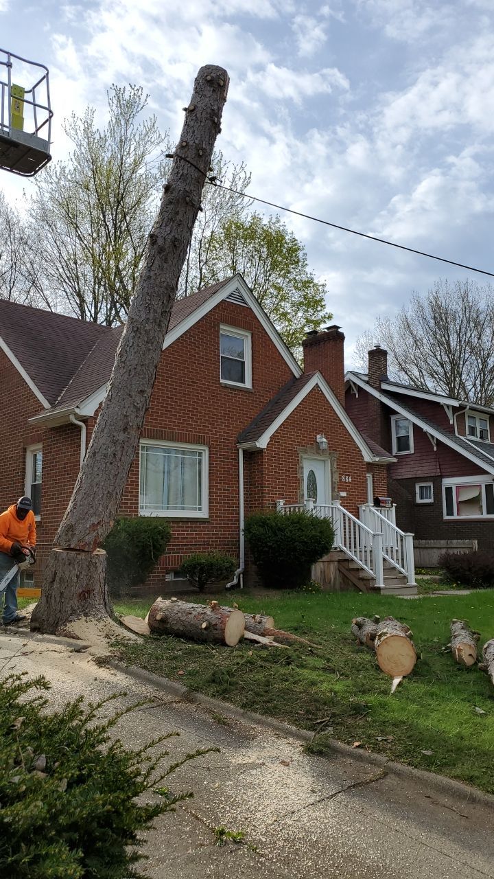 Tree Removal using Tree Removal by Mike Jones & Sons Tree Service LLC 
