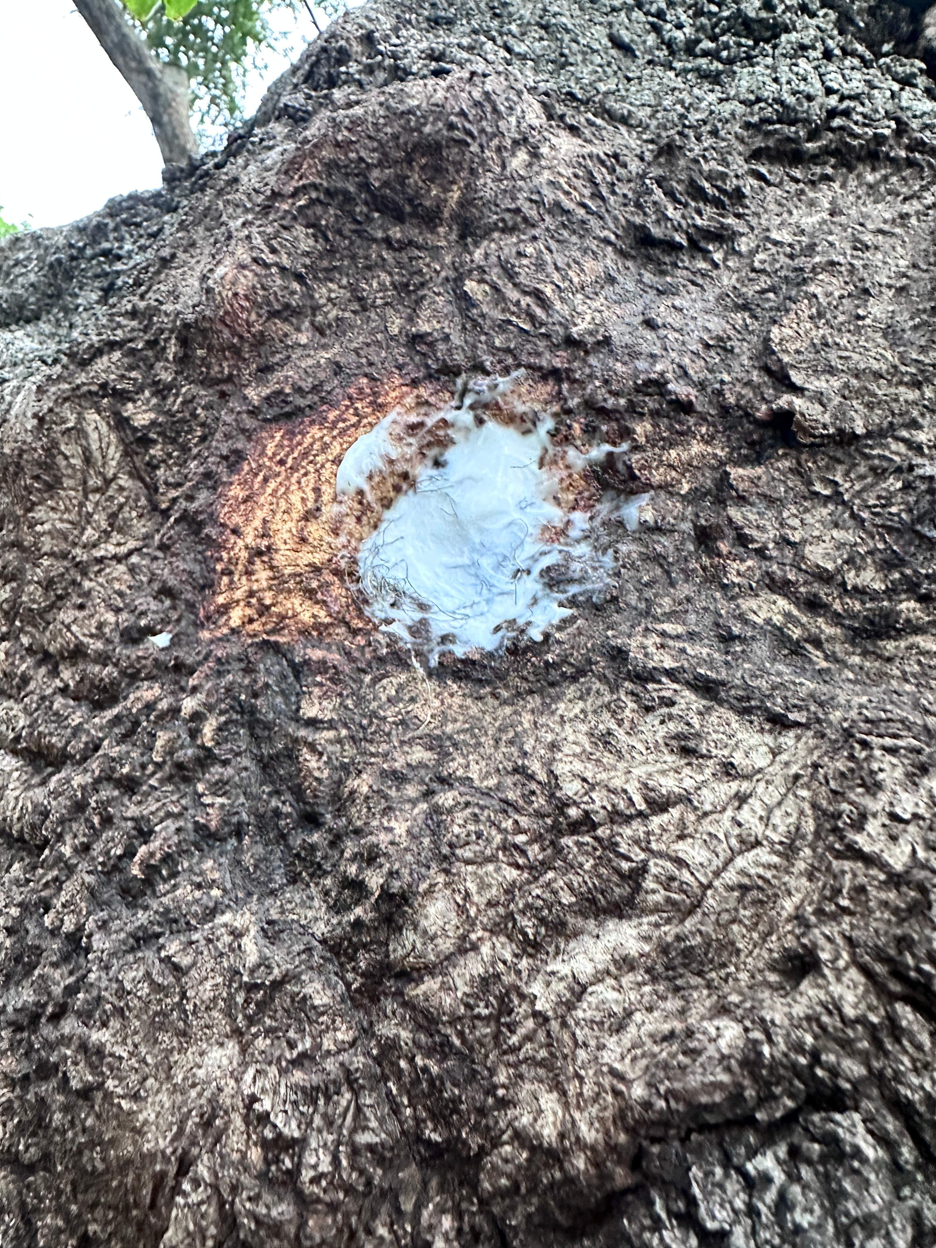 Smile! by Rockwall Honey Bee Company