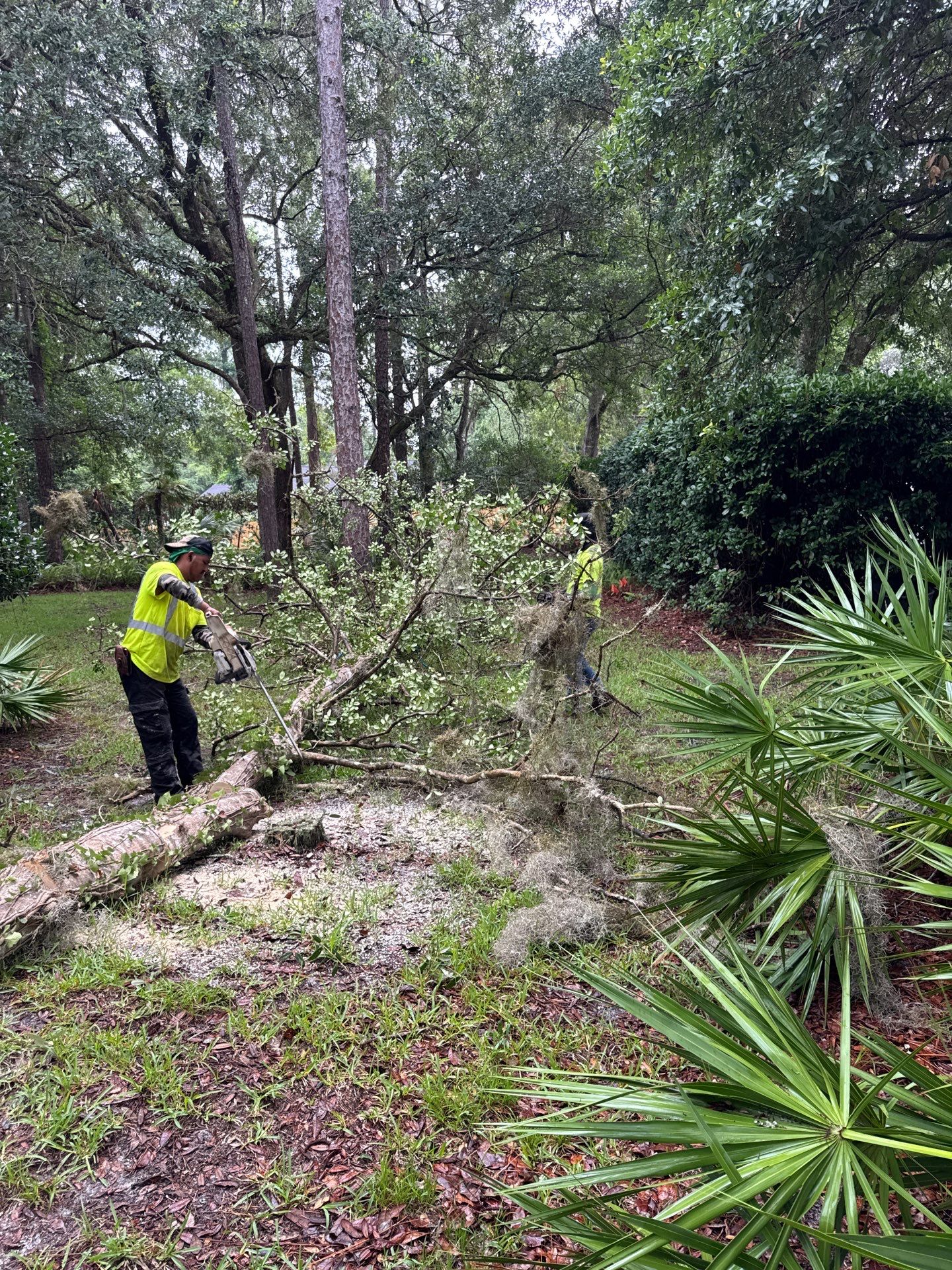 Deerwood Resident | Tree Removal & Trimming by ProGreen Services