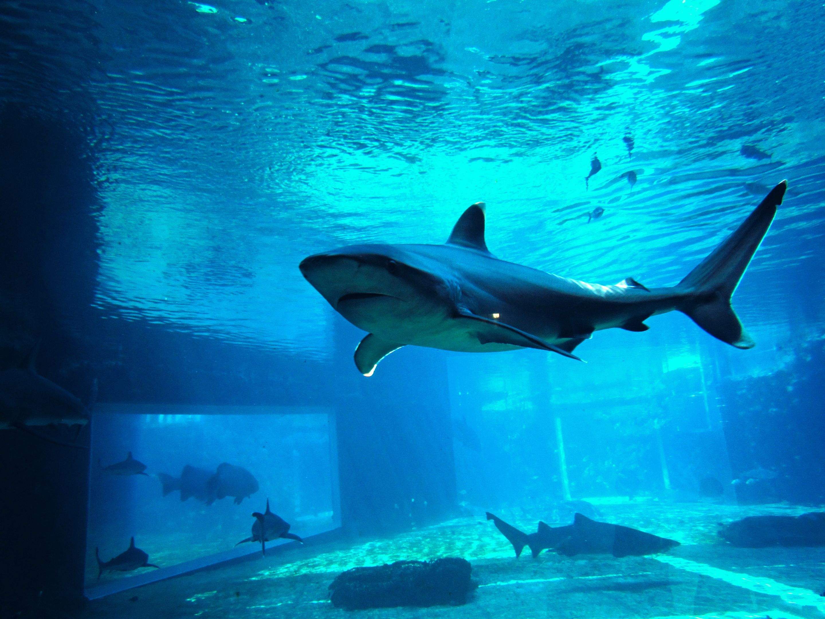 Sharks!!! by CompanyCam