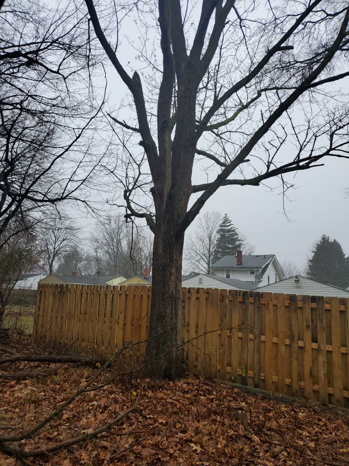 Tree Removal using Tree Removal by Mike Jones & Sons Tree Service LLC 