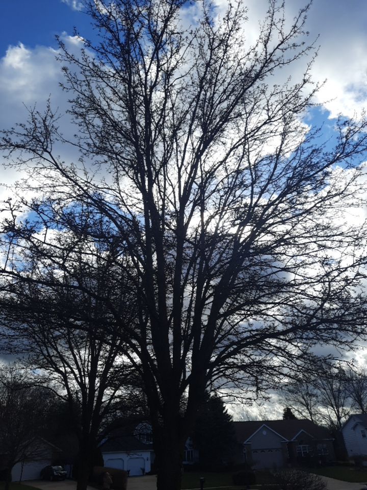 Tree Removal using Tree Removal by Mike Jones & Sons Tree Service LLC 