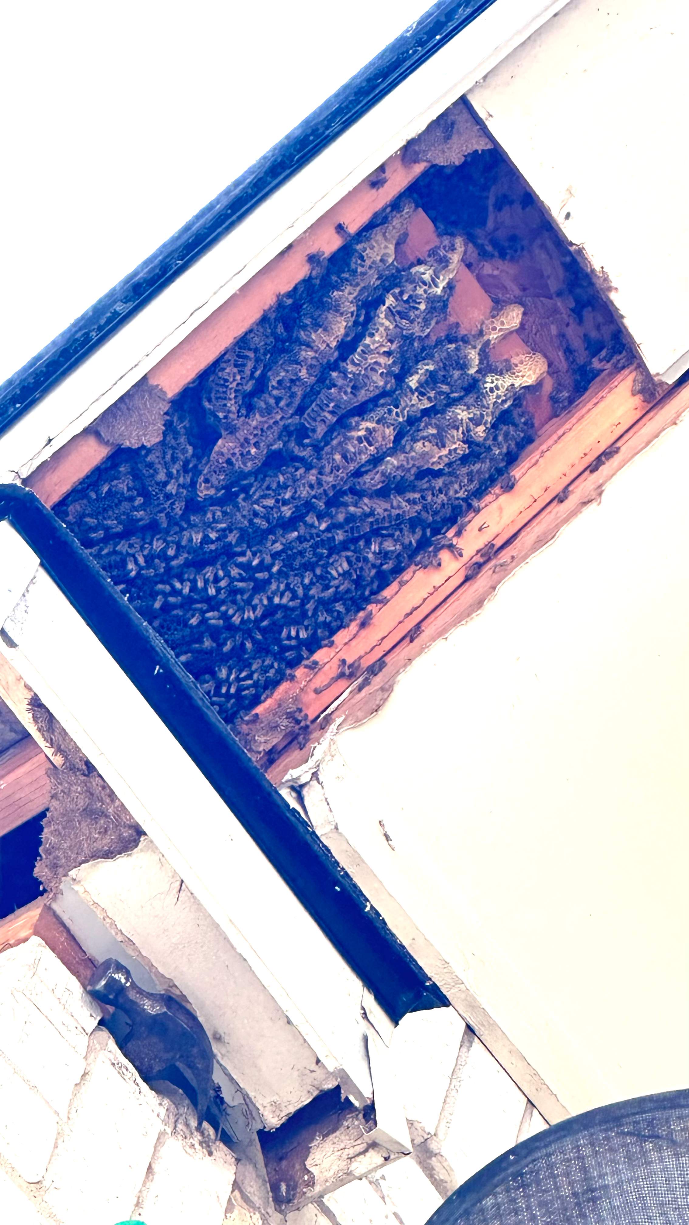 Tall Soffit by Rockwall Honey Bee Company