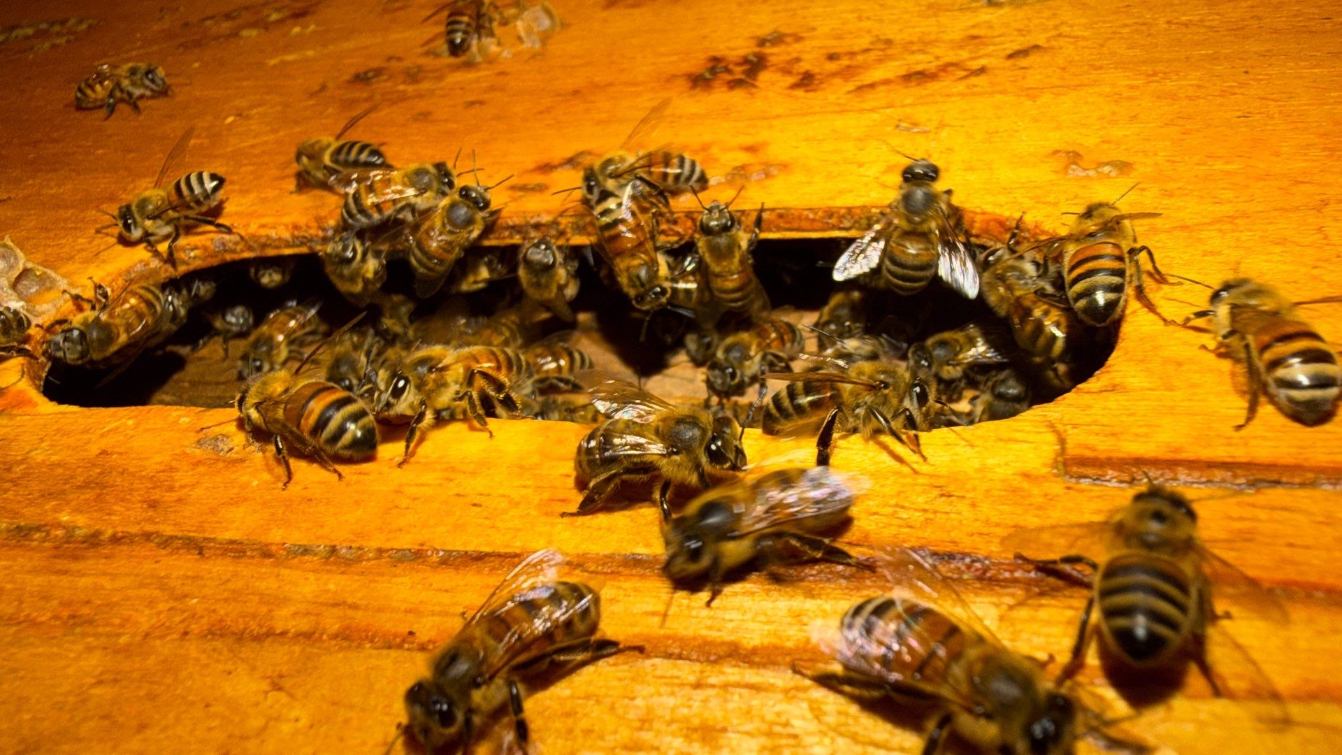 Urban Building Bees by Rockwall Honey Bee Company