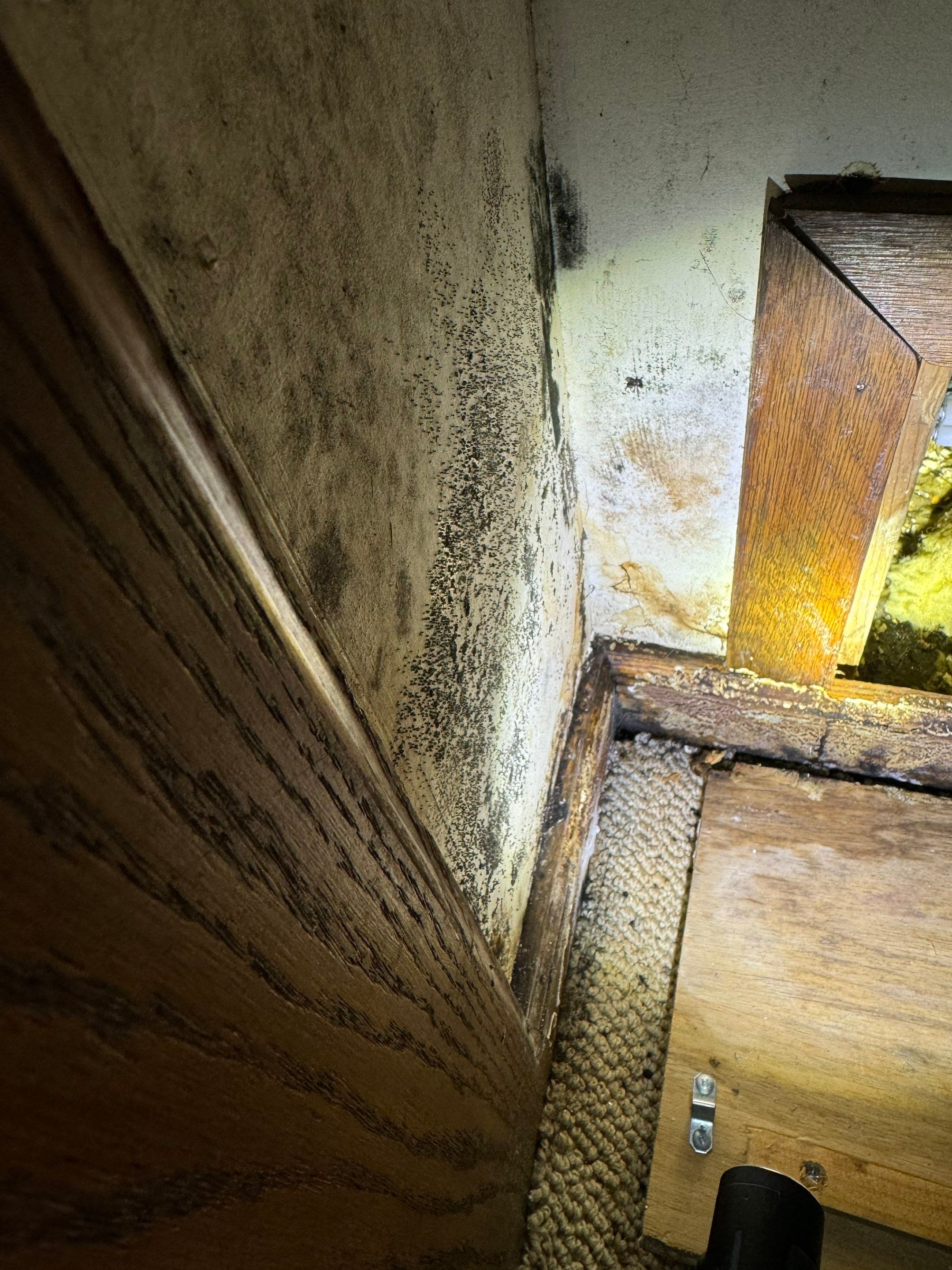 Major Basement Remediation / Restoration by Home Guarantee, LLC