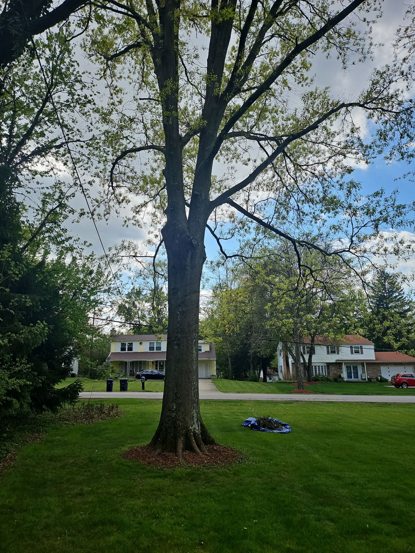 Tree Trimming using Tree Pruing by Mike Jones & Sons Tree Service LLC 