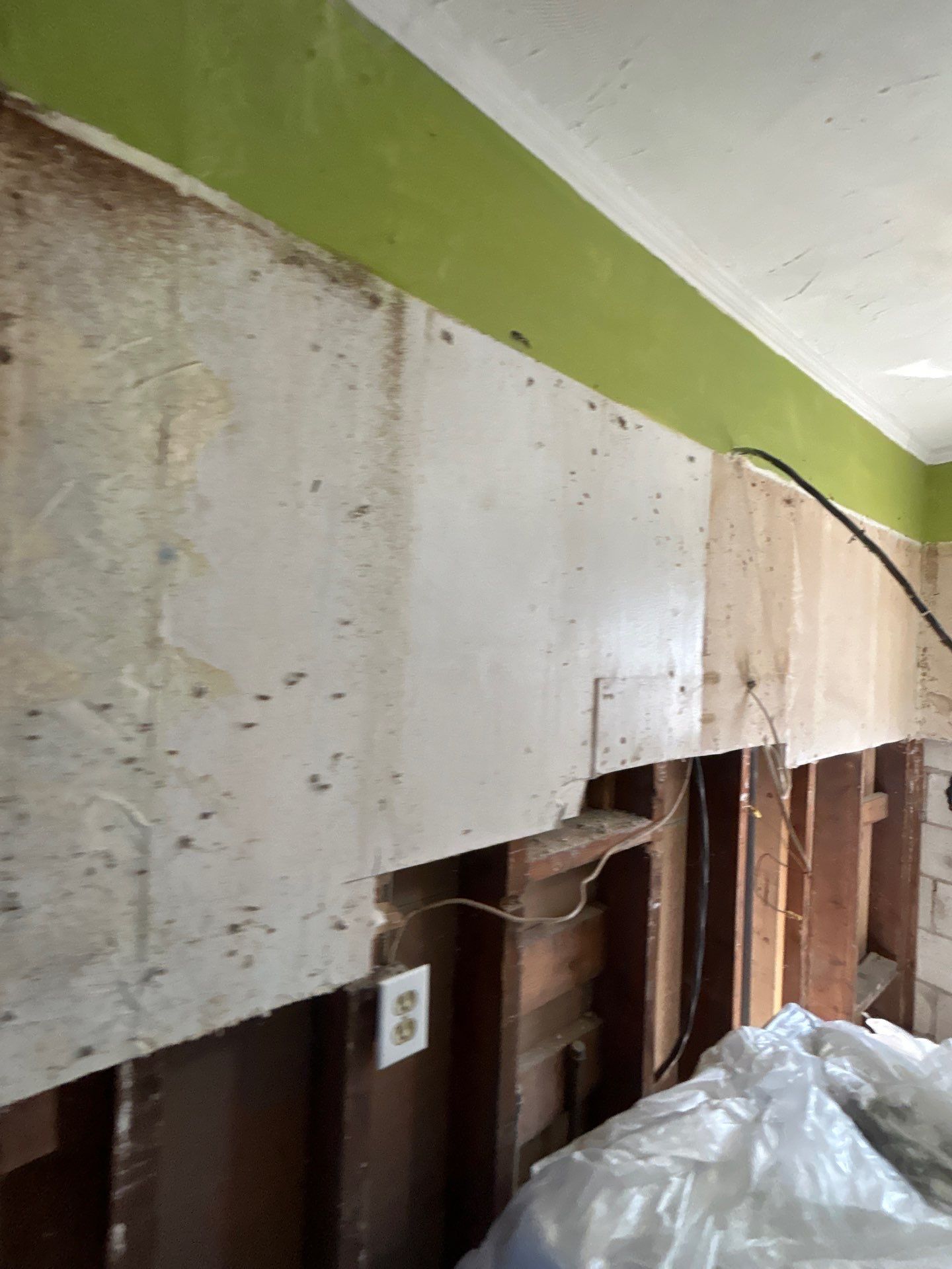Tampa Mold Removal  by Ampm Restoration Services 