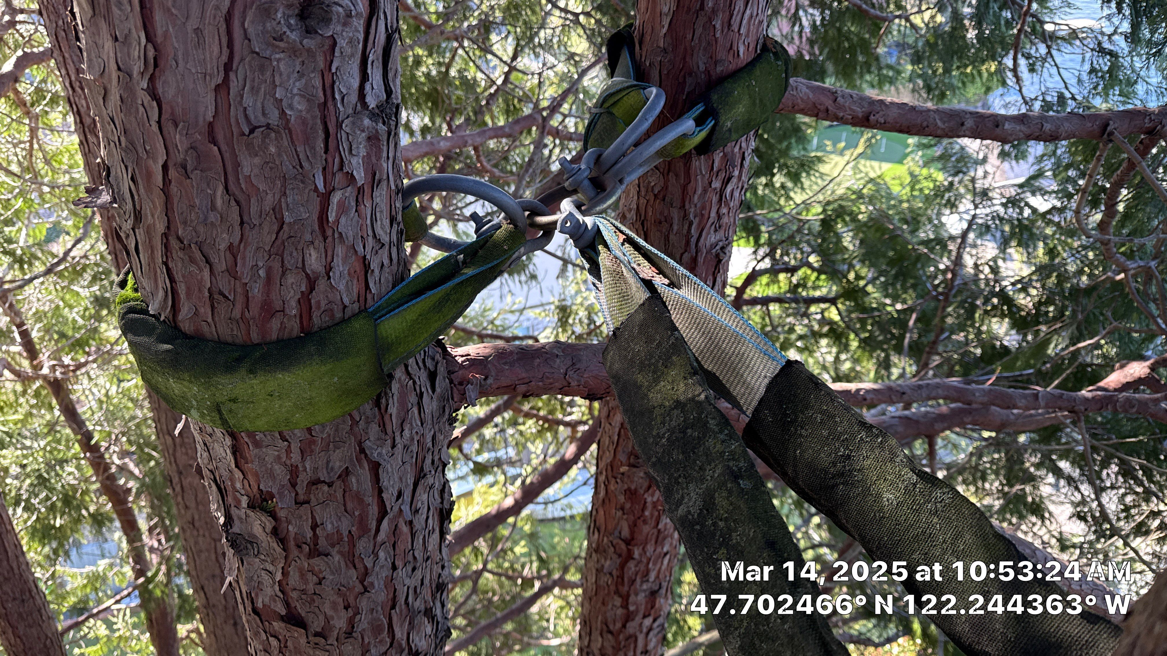 🧾 Tree Support System Assessment & Landmark Tree Risk Report – Holmes Point, Kirkland, WA by Sound Tree Care LLC