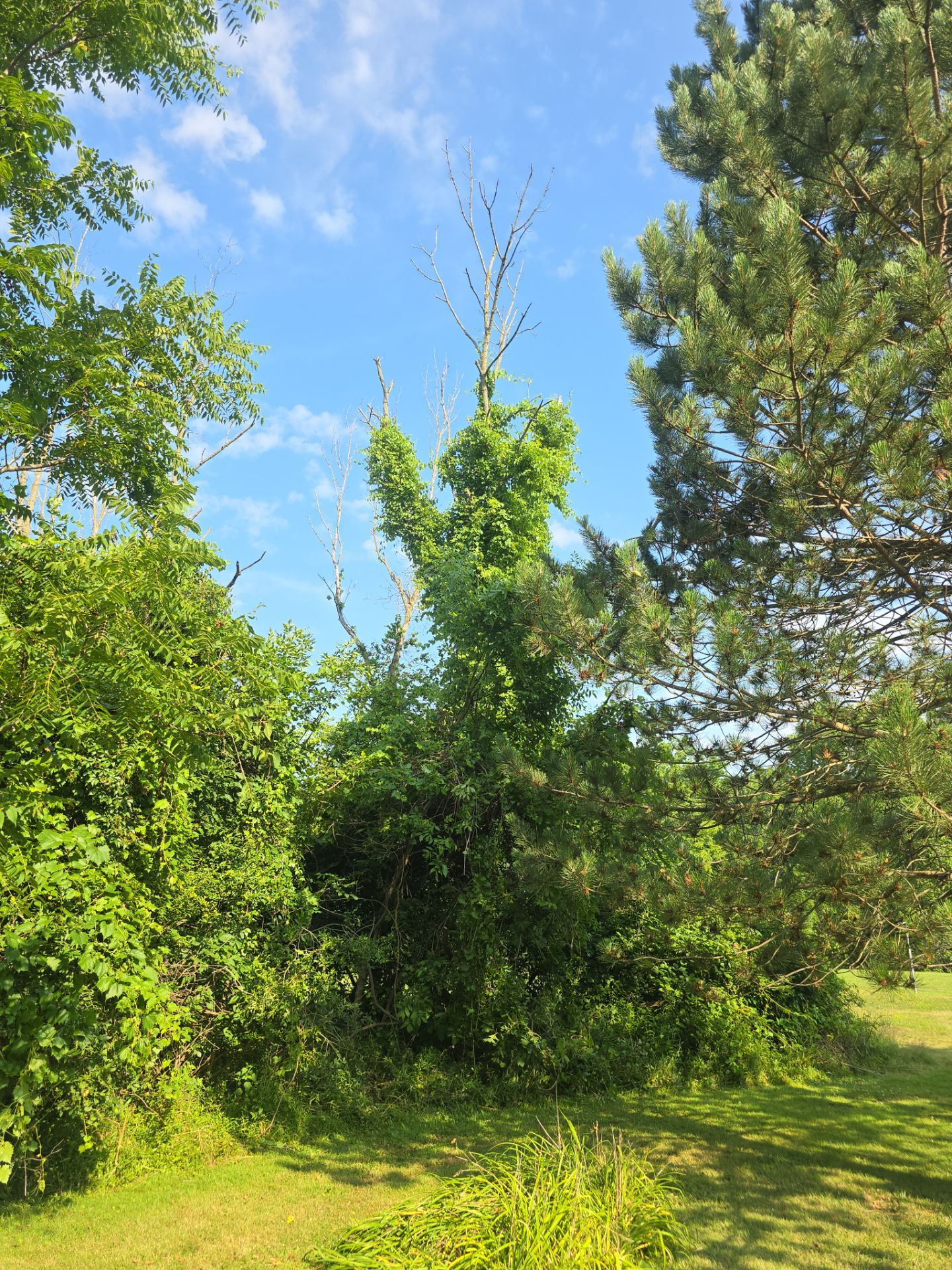 Emergency: Dead Ash by Treeman Tom LLC