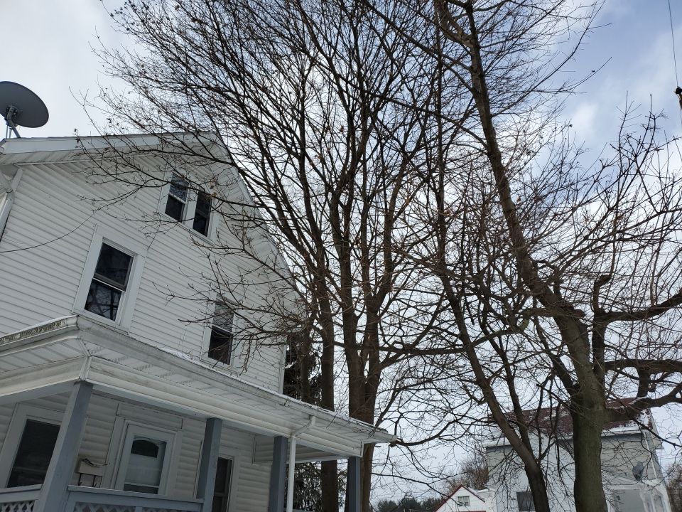 Tree Trimming using Tree Pruing by Mike Jones & Sons Tree Service LLC 