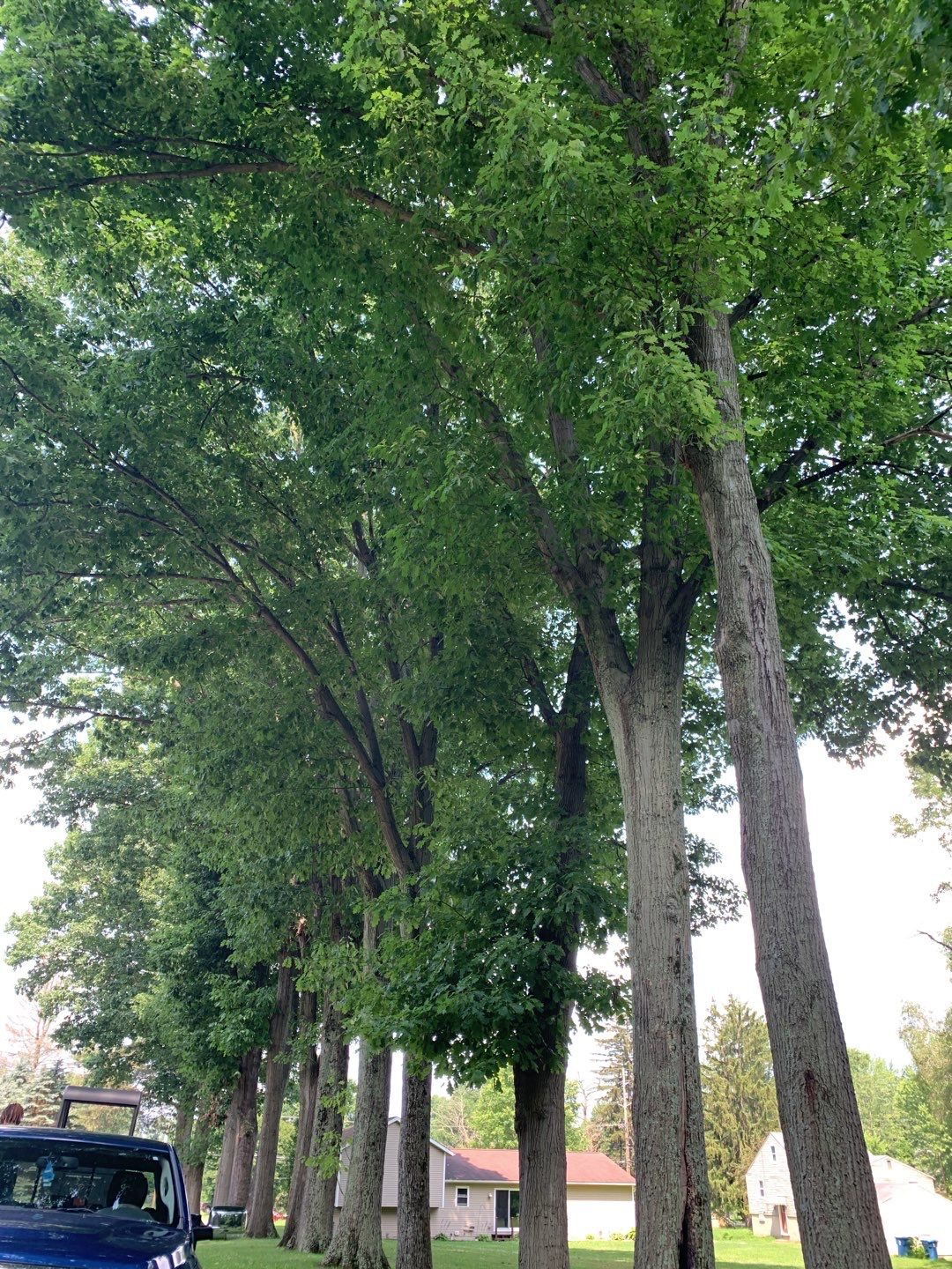 Tree Trimming by Mike Jones & Sons Tree Service LLC 