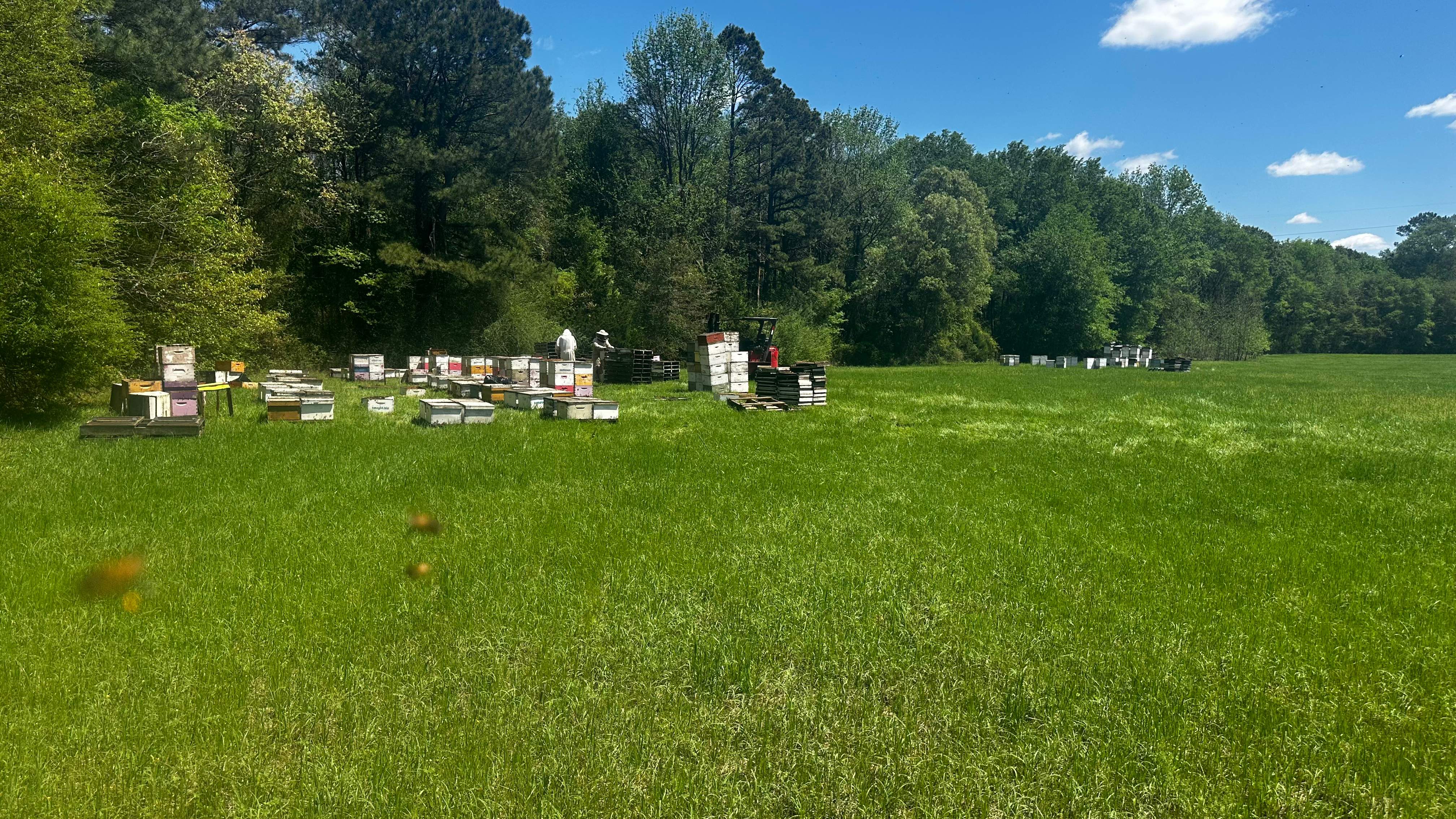 Traylor's Hay Meadow Apiary by Rockwall Honey Bee Company