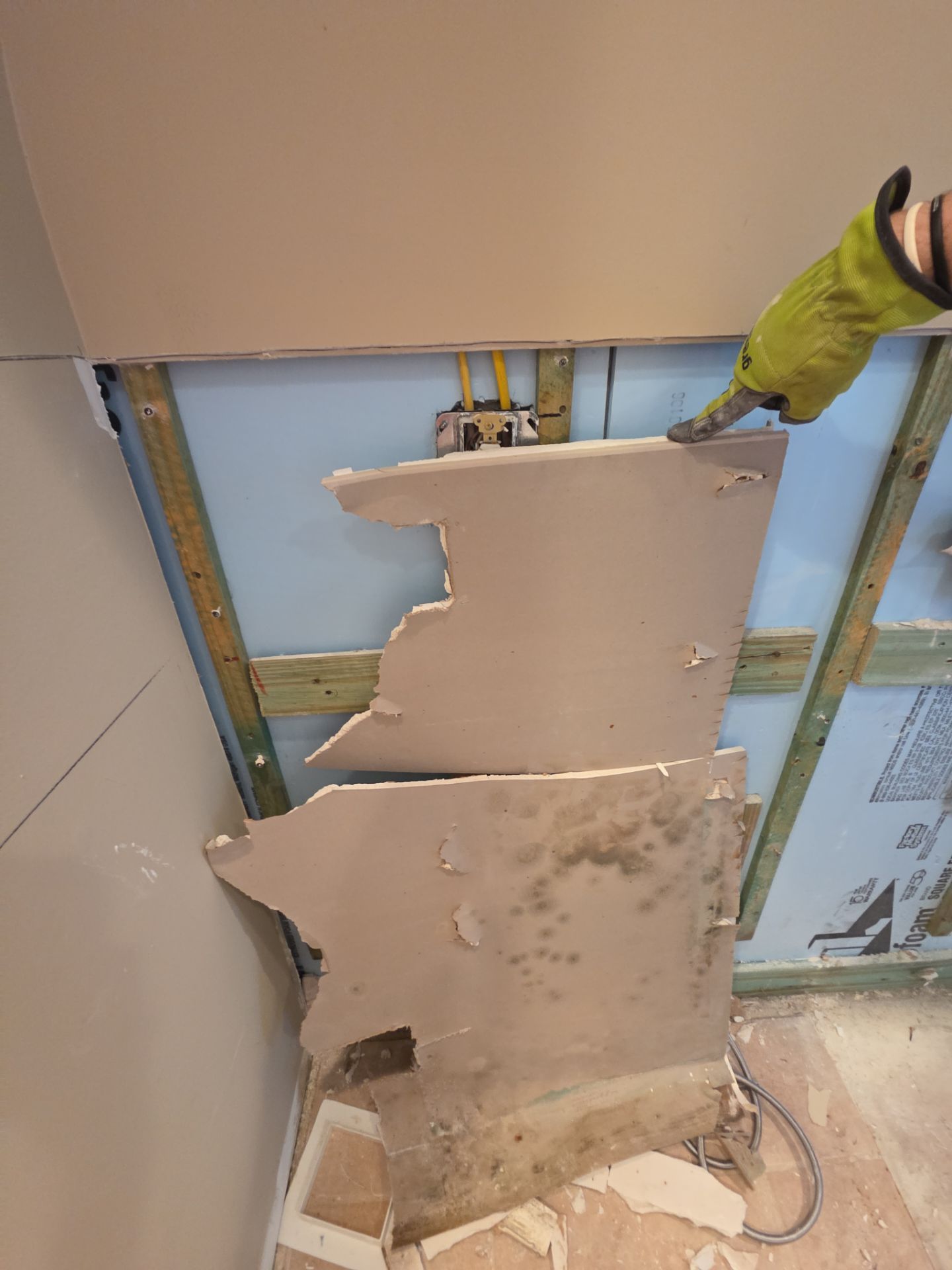Fort Myers Water Damage Restoration and Professional Mold Remediation by Microscope