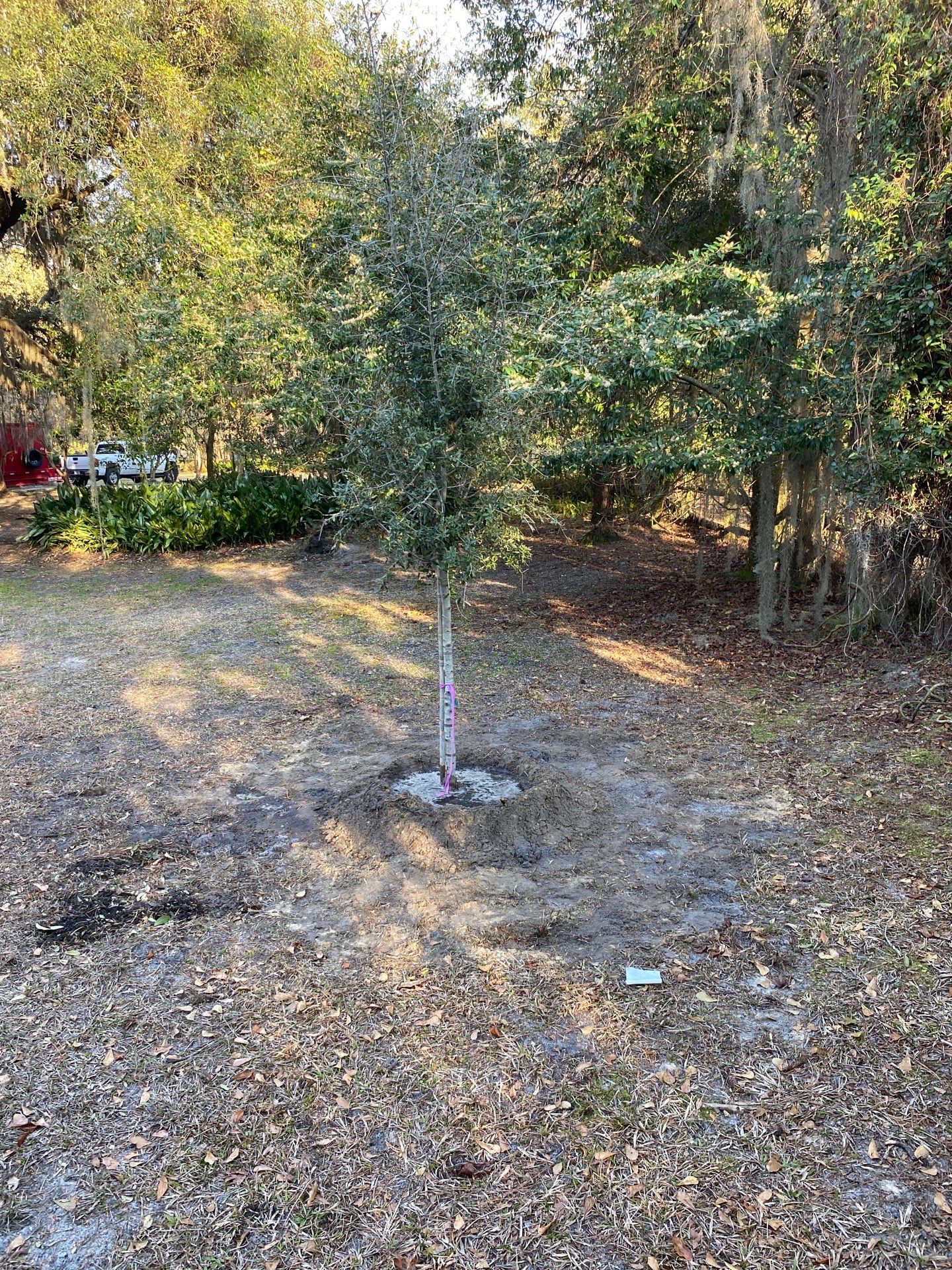 Deerwood Resident | Tree Install by ProGreen Services