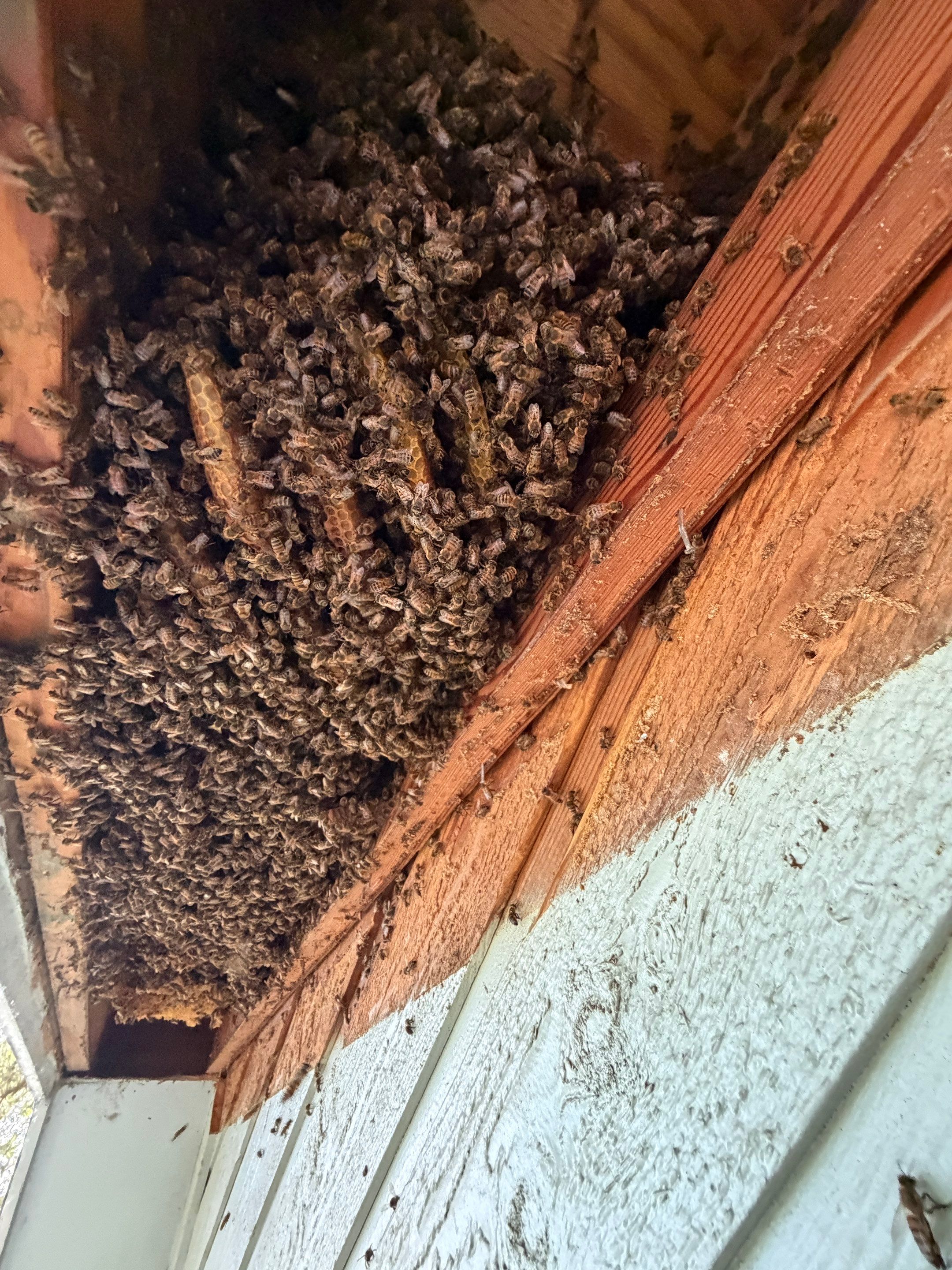 High Peak Bees by Rockwall Honey Bee Company