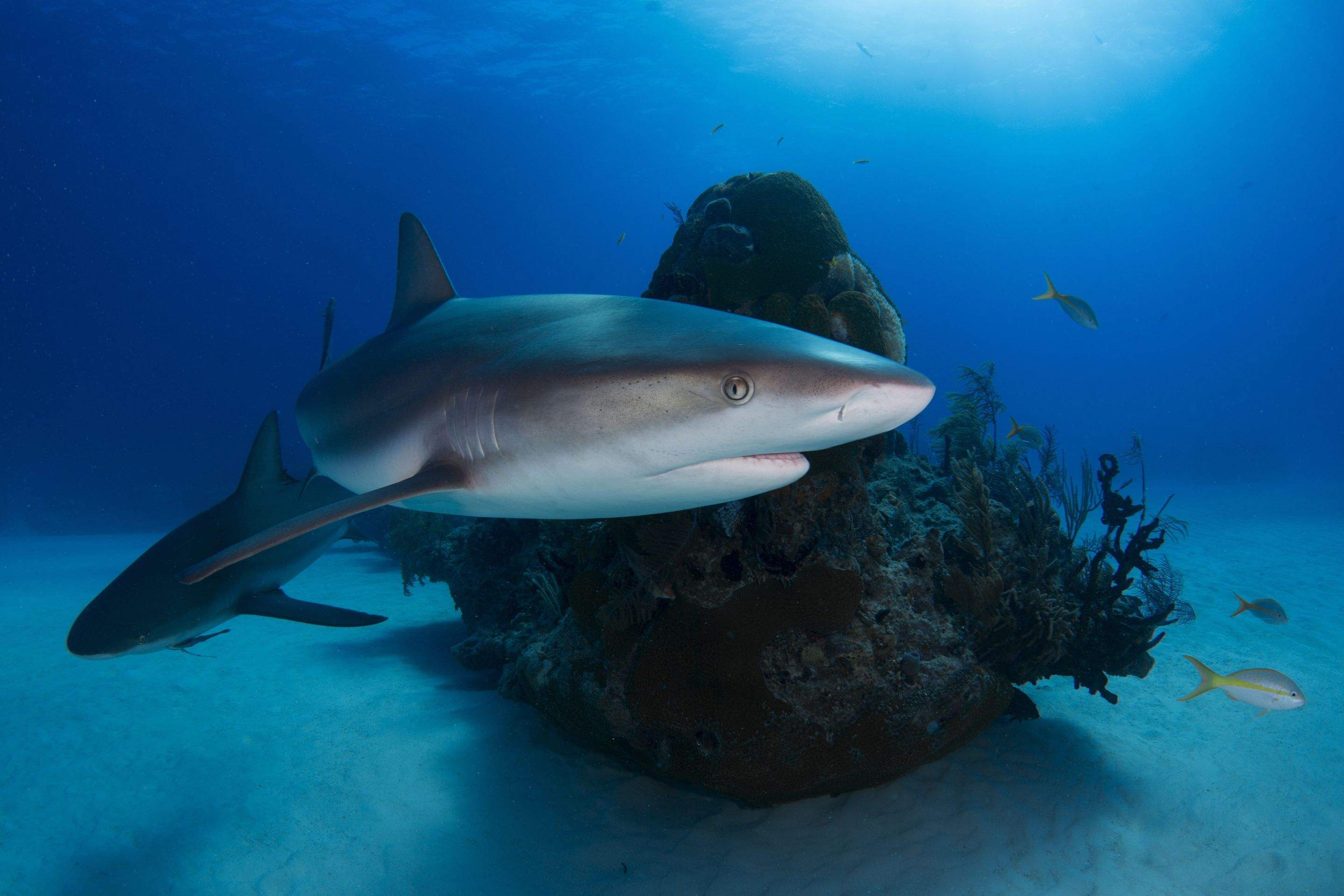 Sharks!!! by CompanyCam
