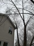 Tree Removal using Tree Removal by Mike Jones & Sons Tree Service LLC 