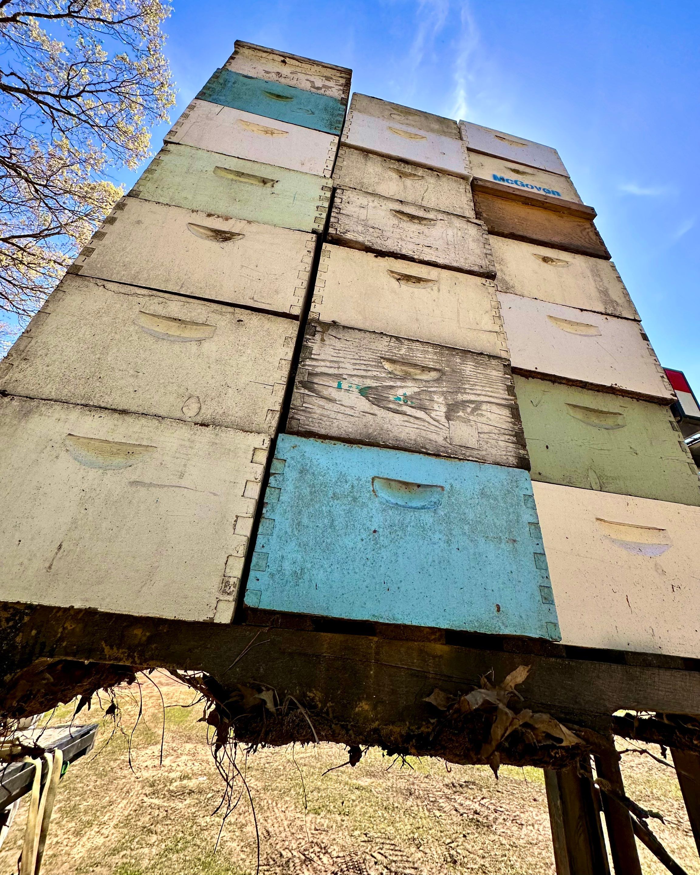 BeeGirl ETX HQ by Rockwall Honey Bee Company